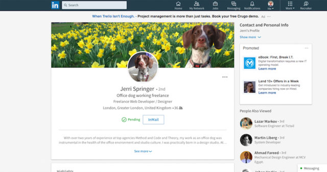Has LinkedIn gone to the dogs?