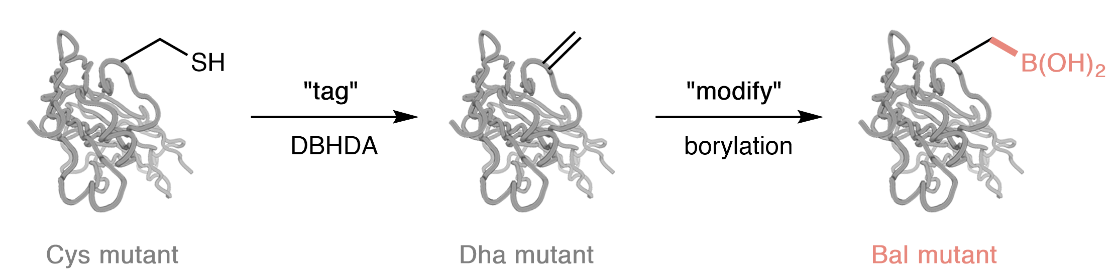 Proteins and Boron: De novo function through Lewis acid•base pairing