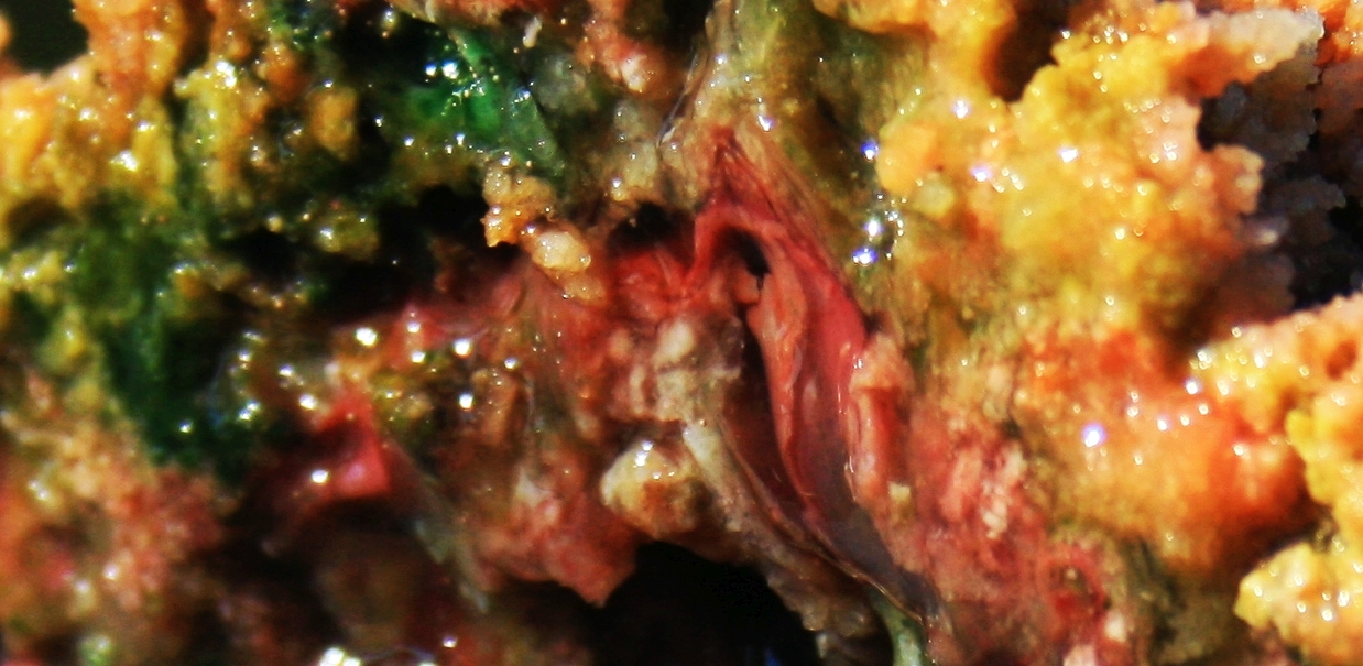 Vampirococcus: A tiny vampire that kills pink bacteria