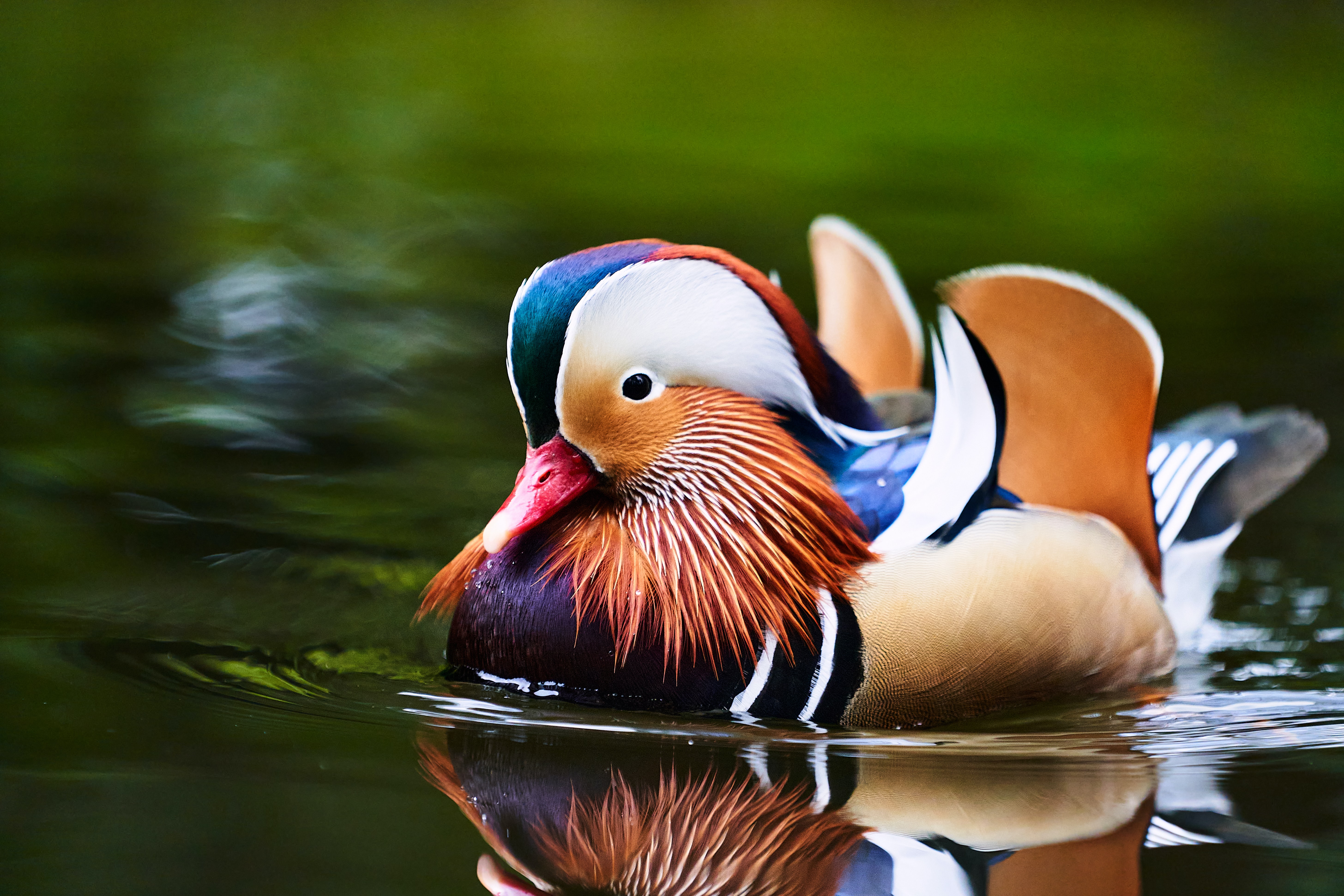 Grant Writing for Wildlife Conservation