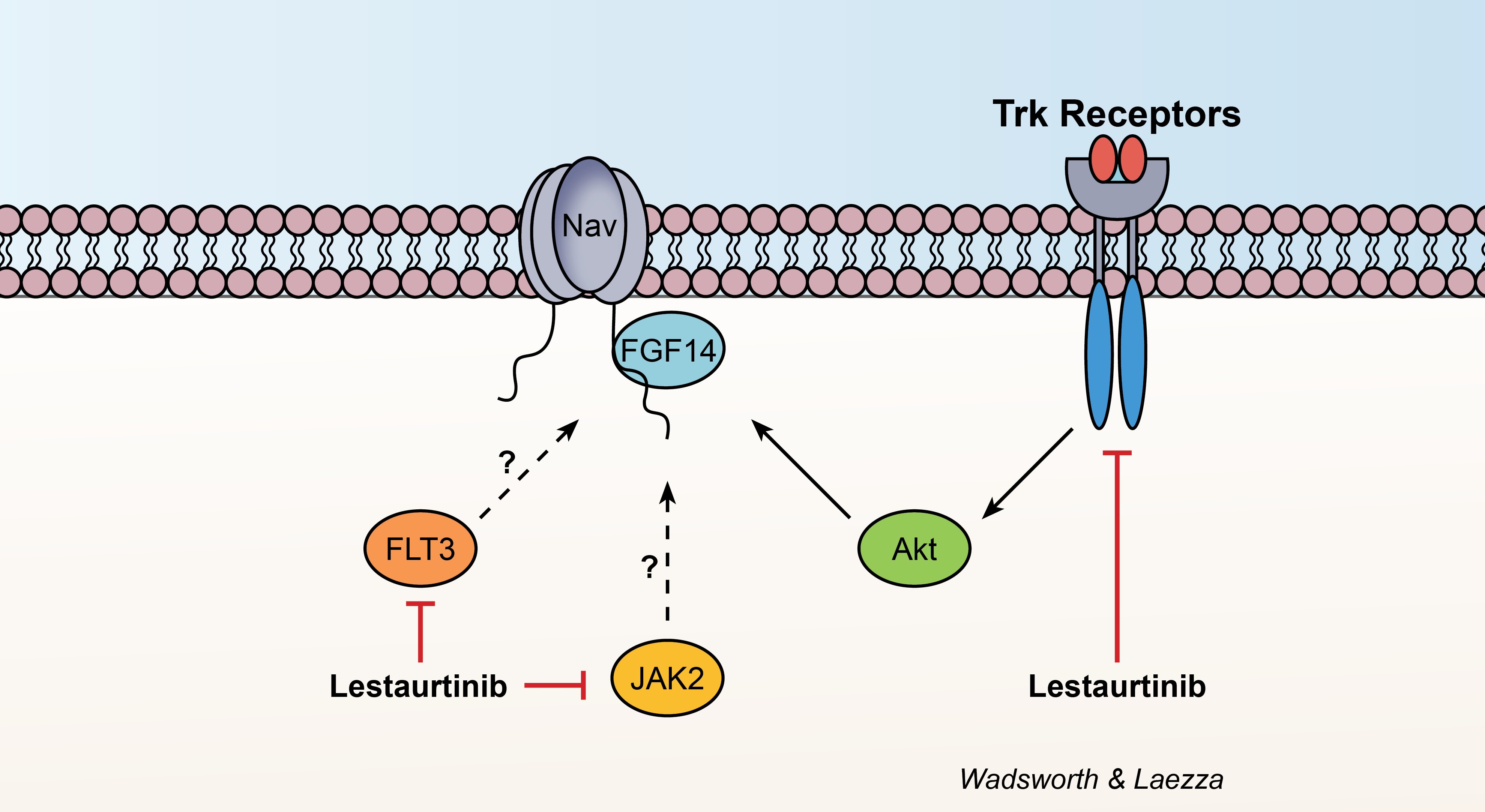 Identification of FDA-approved anti-cancer drugs that could be repurposed toward CNS diseases