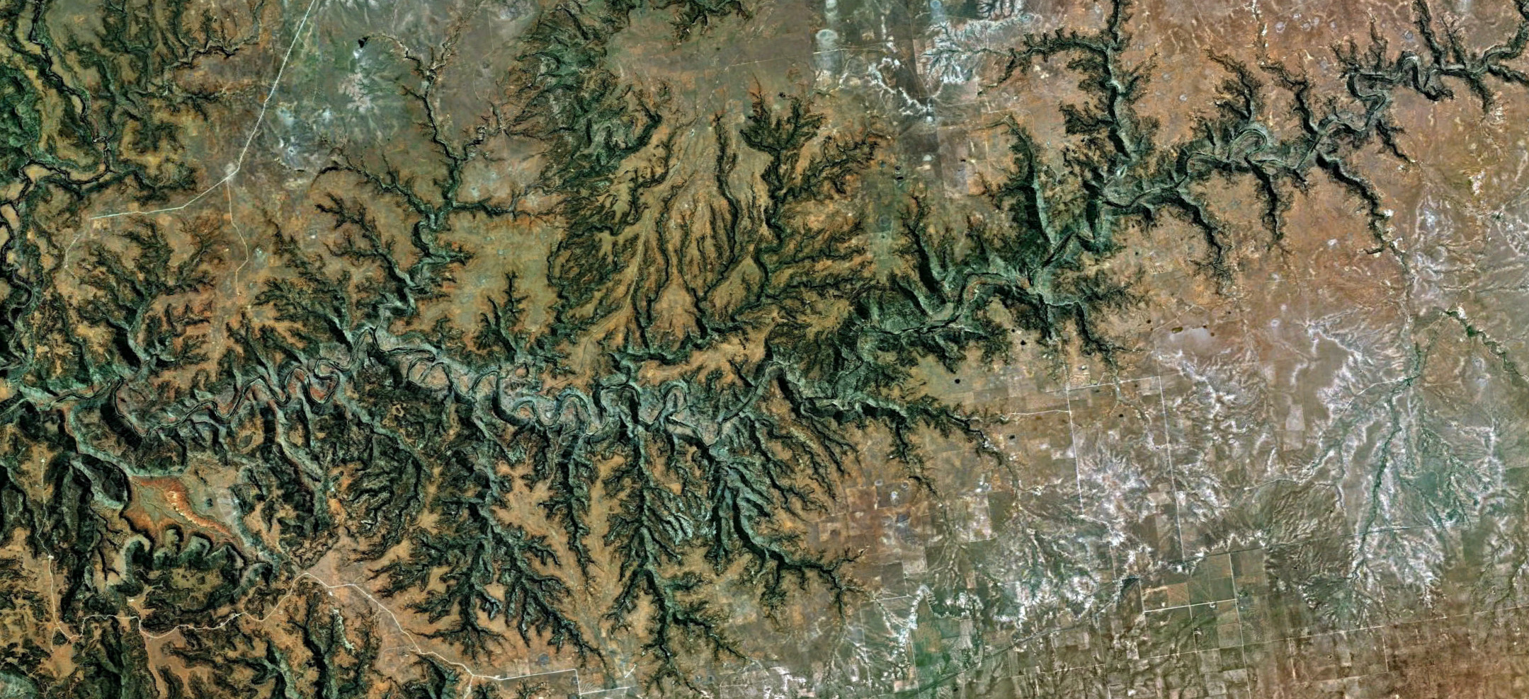 The structure of dendritic river networks shapes ecological dynamics