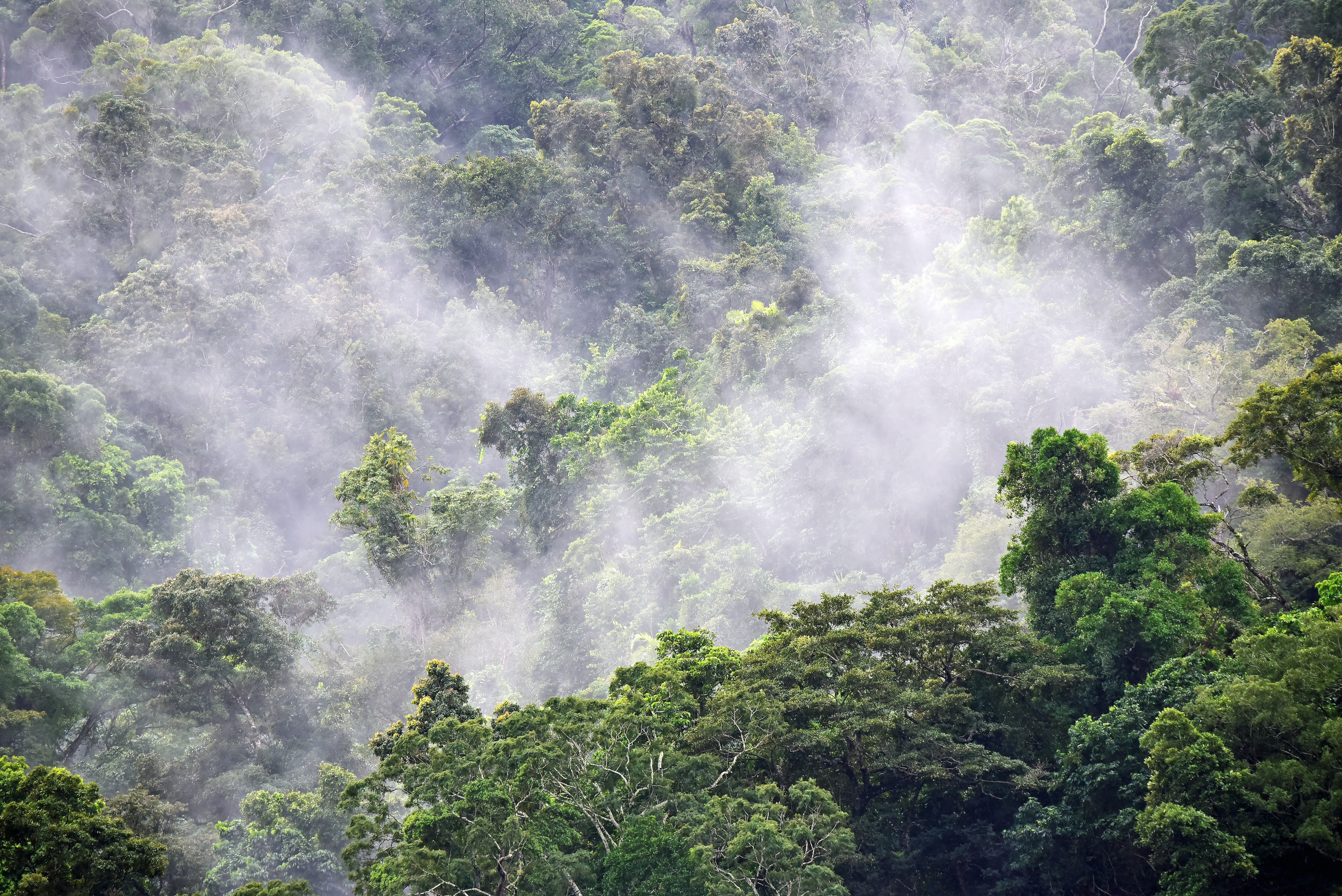 The story of our Rainforests - a dialogue with Dr. Daniel Collins