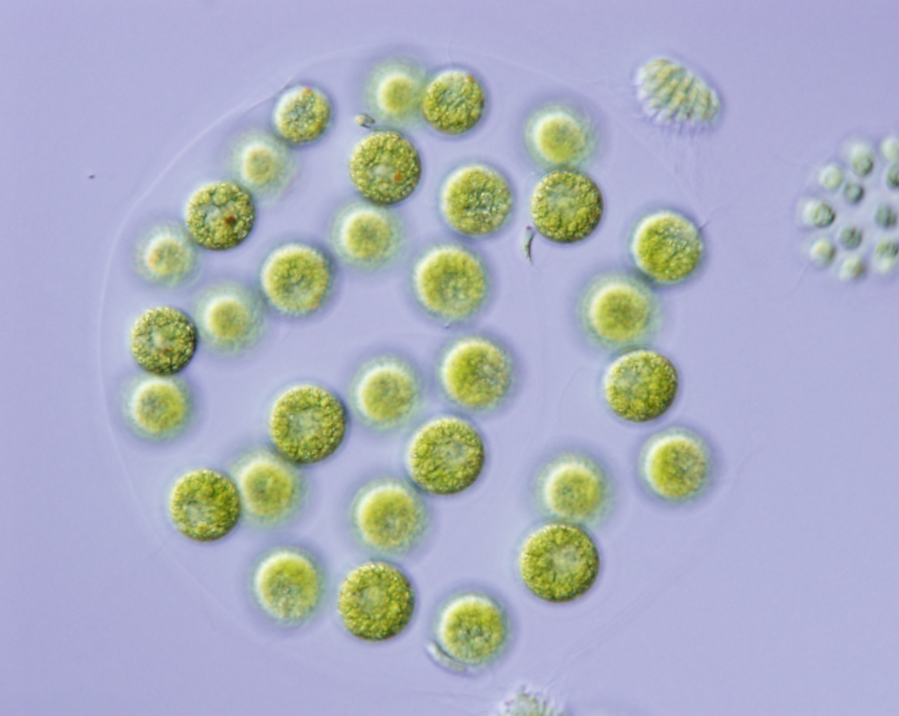 A small blueprint of “Adam” unveiled based on de novo assemblies of four nuclear whole genomes