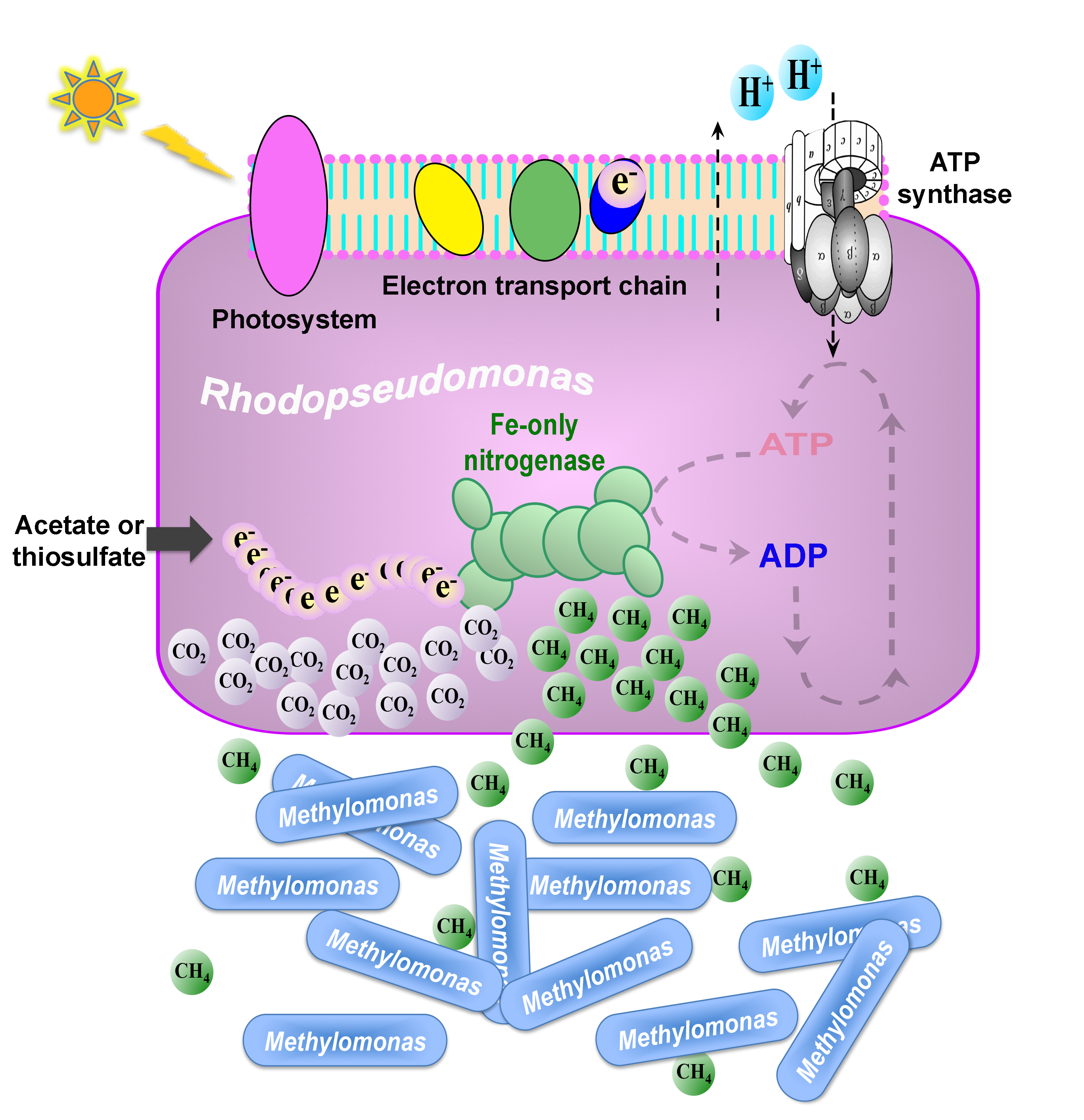Bacteria belch methane while excreting ammonia