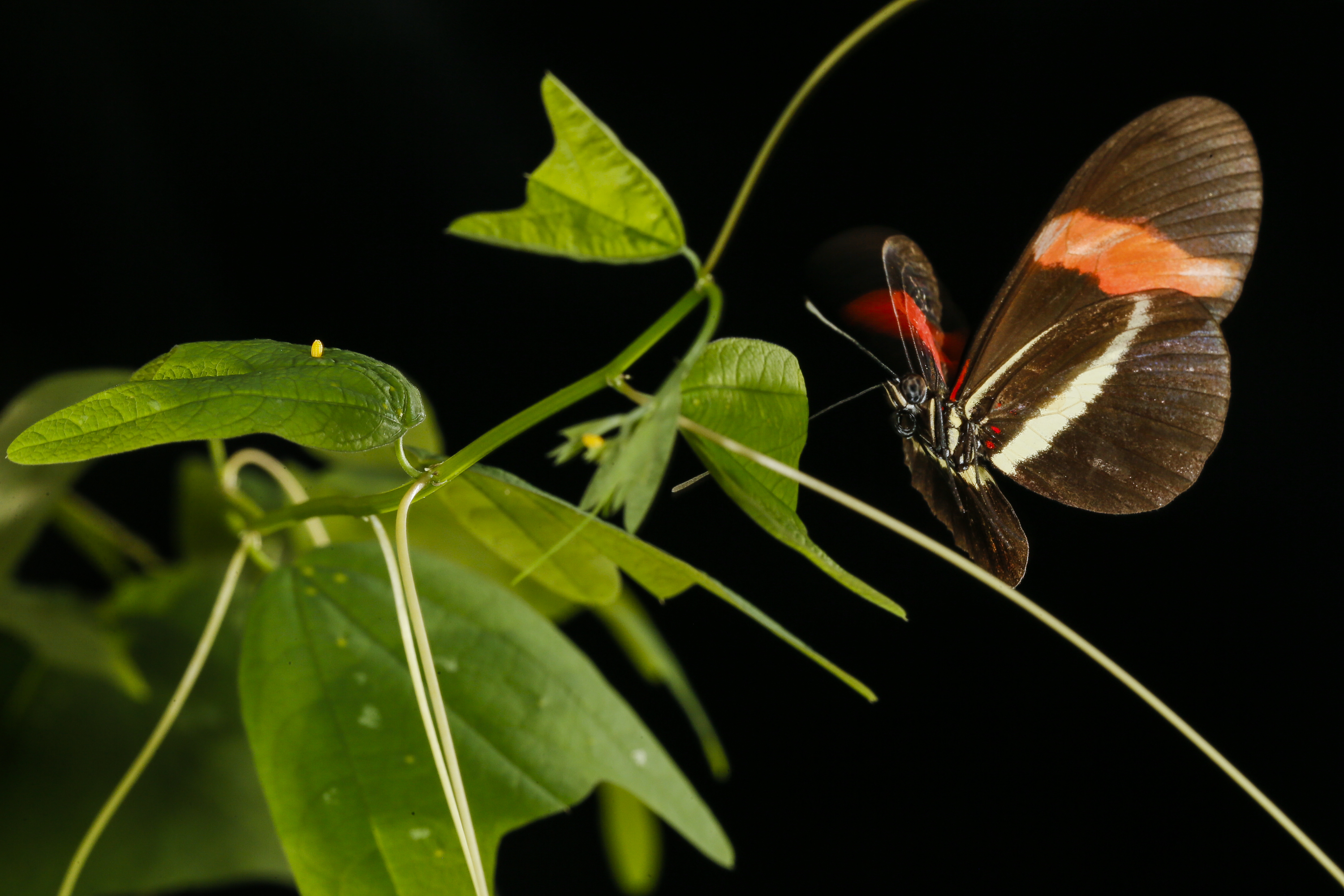 Unraveling the complex evolution of color patterns