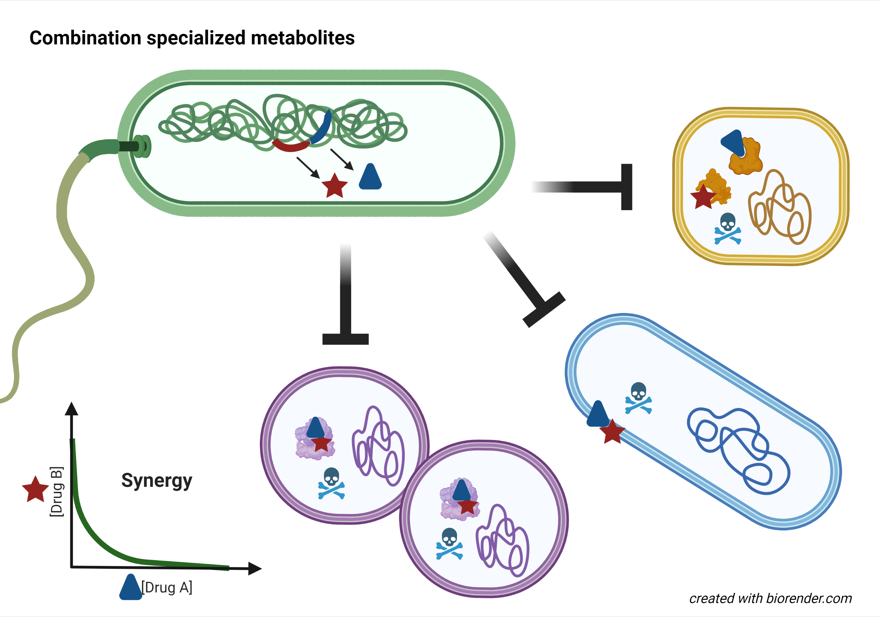 Synergistic antimicrobial specialized metabolites optimized through evolution