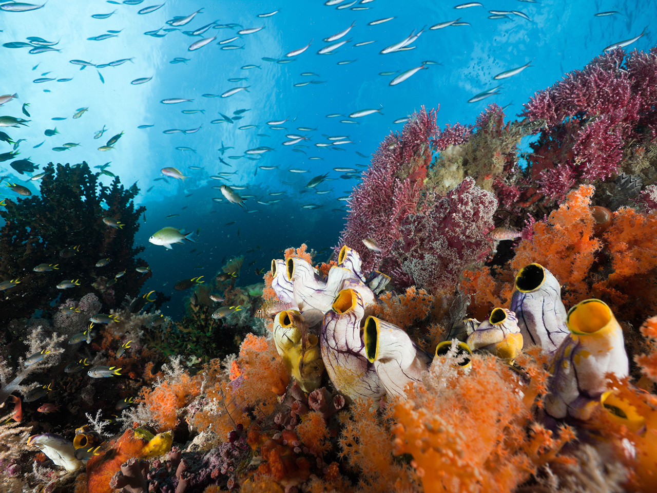 The Living Ocean
