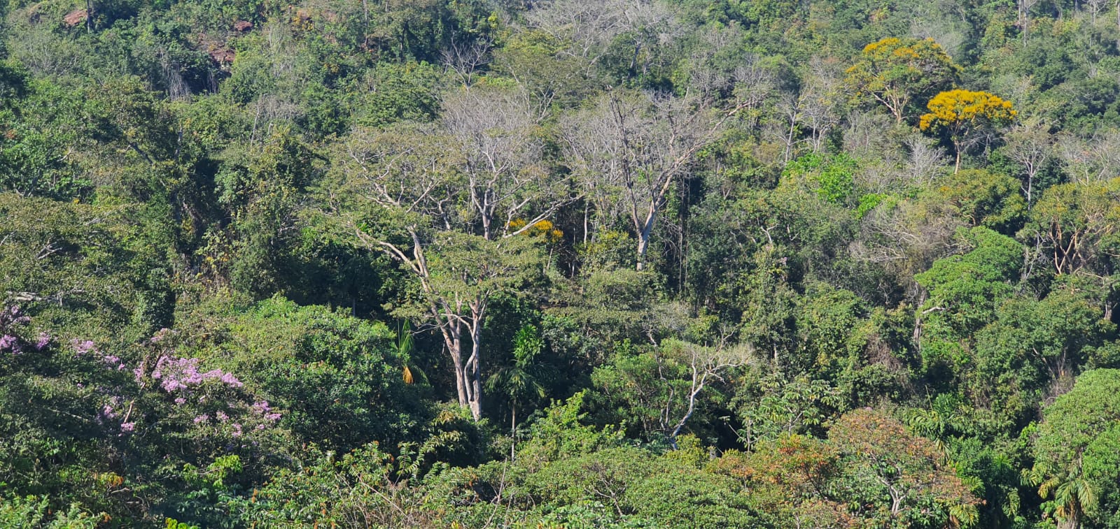 International Markets are not the Only Driver of Deforestation