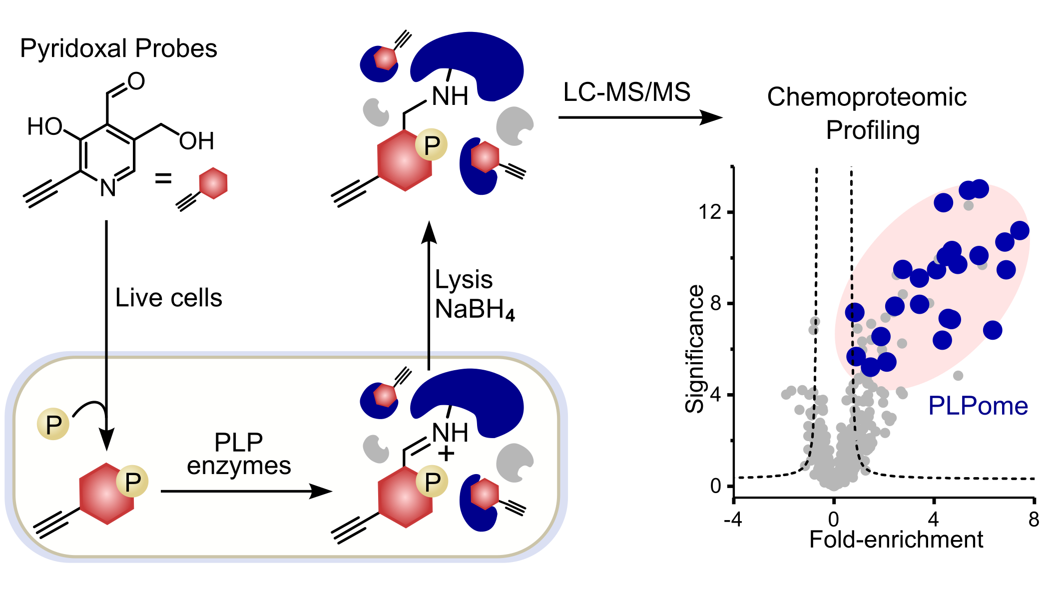 Mining the cellular inventory of pyridoxal phosphate-dependent enzymes