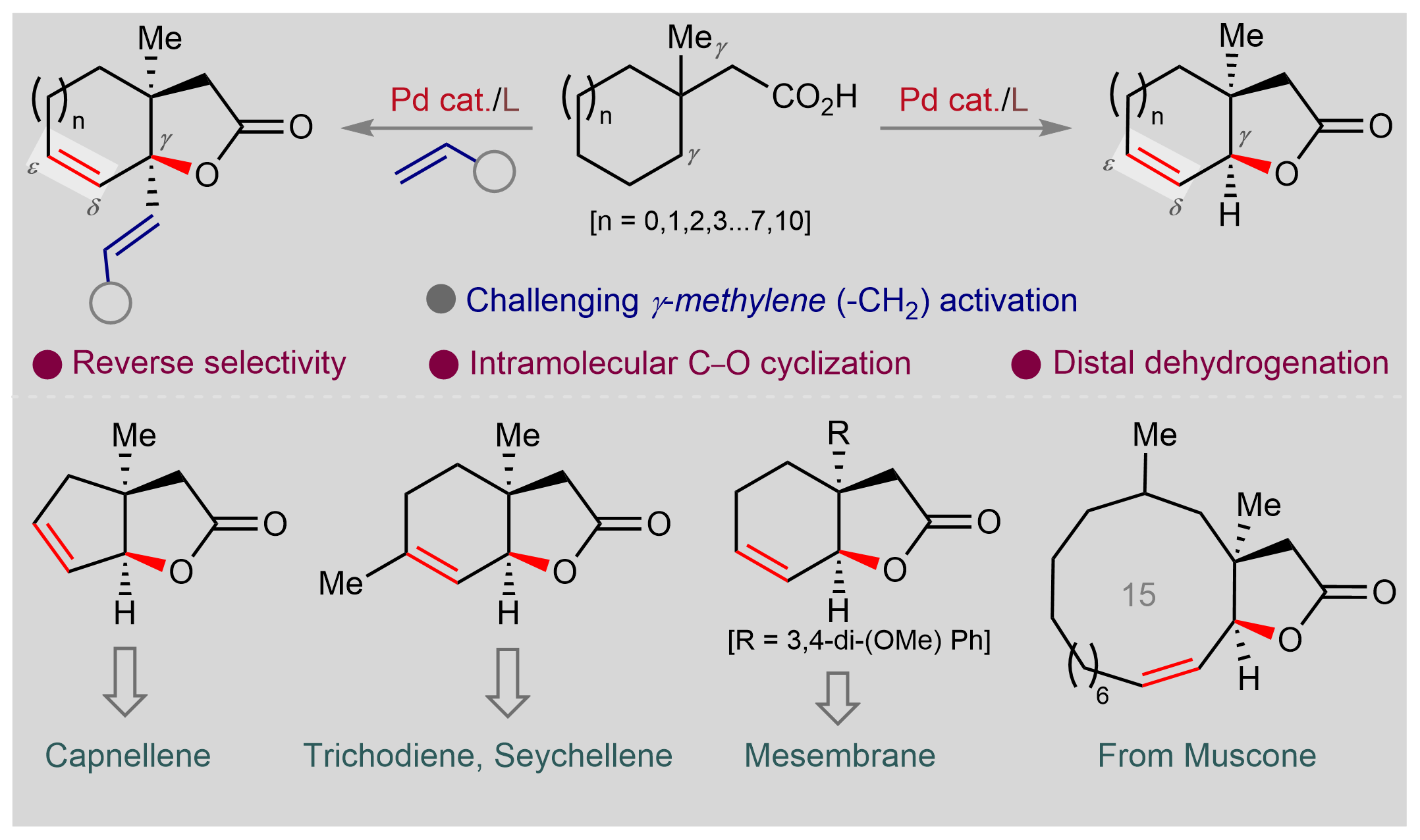 A Simpler Approach for Constructing Sophisticated Bicyclic Lactones