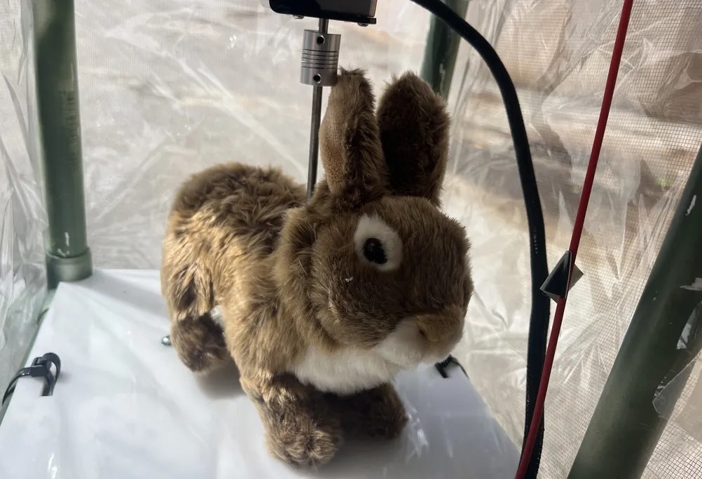Scientists are experimenting with robotic rabbits in hopes of luring the destructive invasive Burmese Pythons in Florida
