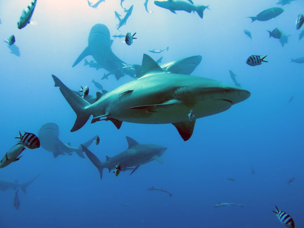 Coral Reef Sharks and Rays at Risk