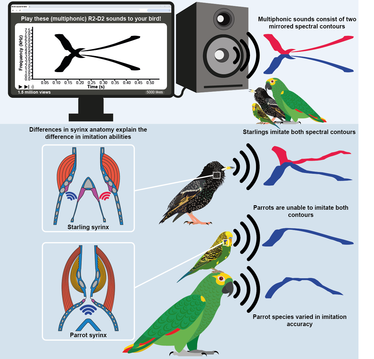 Can Birds imitate Artoo-Detoo? Yes—And Some Are Surprisingly Good at It
