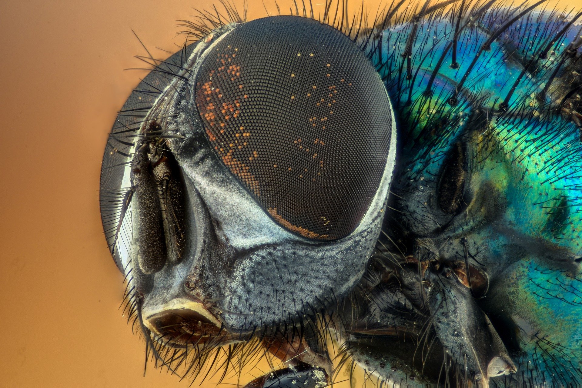 Podcast: Flies sleep like babies