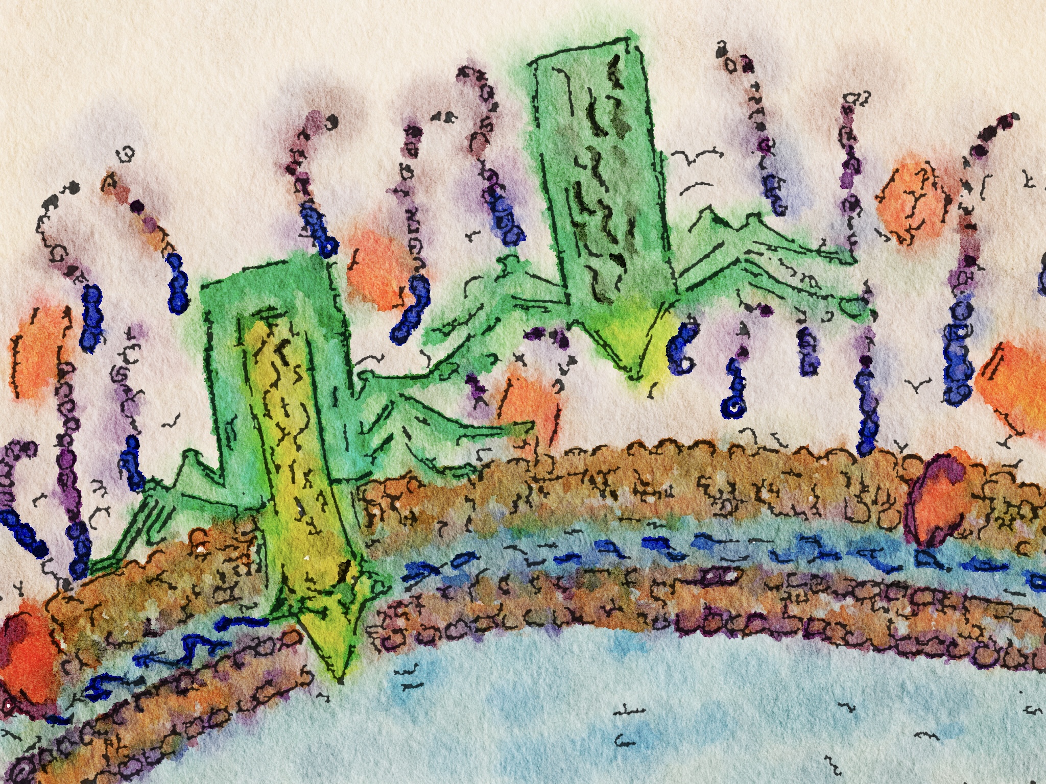A tale of tailocins, bacterial stabbing tools