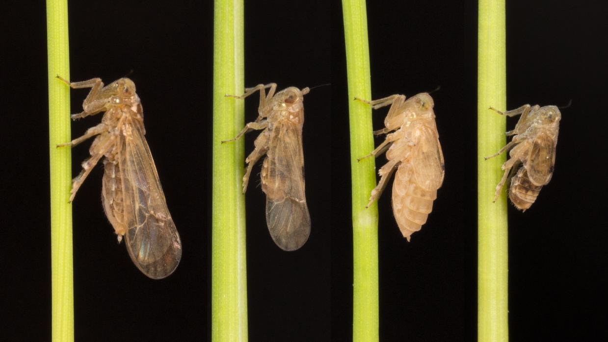Microbiome variation correlates with the insecticide susceptibility in different geographic strains of a significant agricultural pest, Nilaparvata lugens