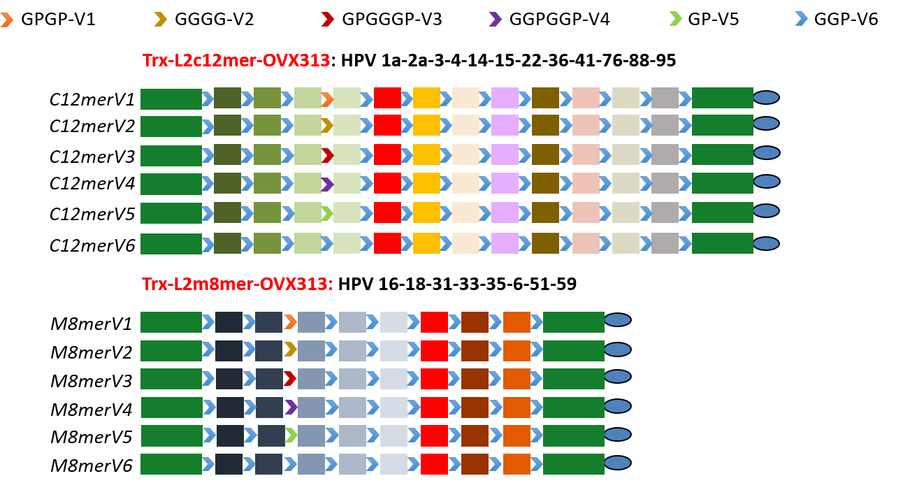 Spacer / Linker role in the design of a recombinant polytopic protein vaccine