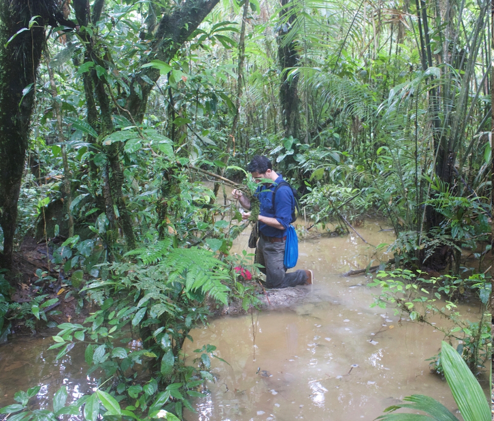 Small Protists in Big Forests