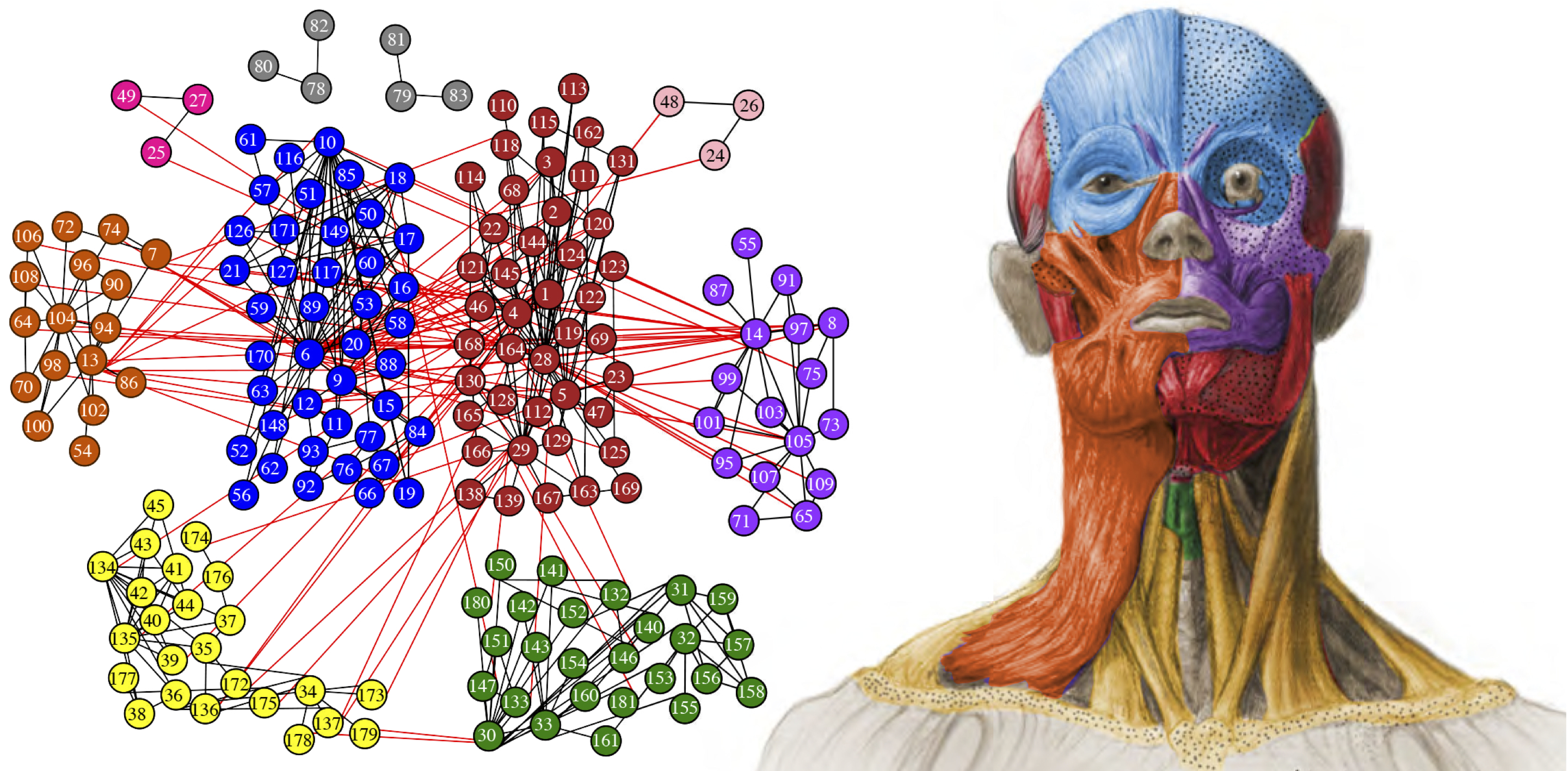ANATOMICAL NETWORKS WEB NOW ONLINE