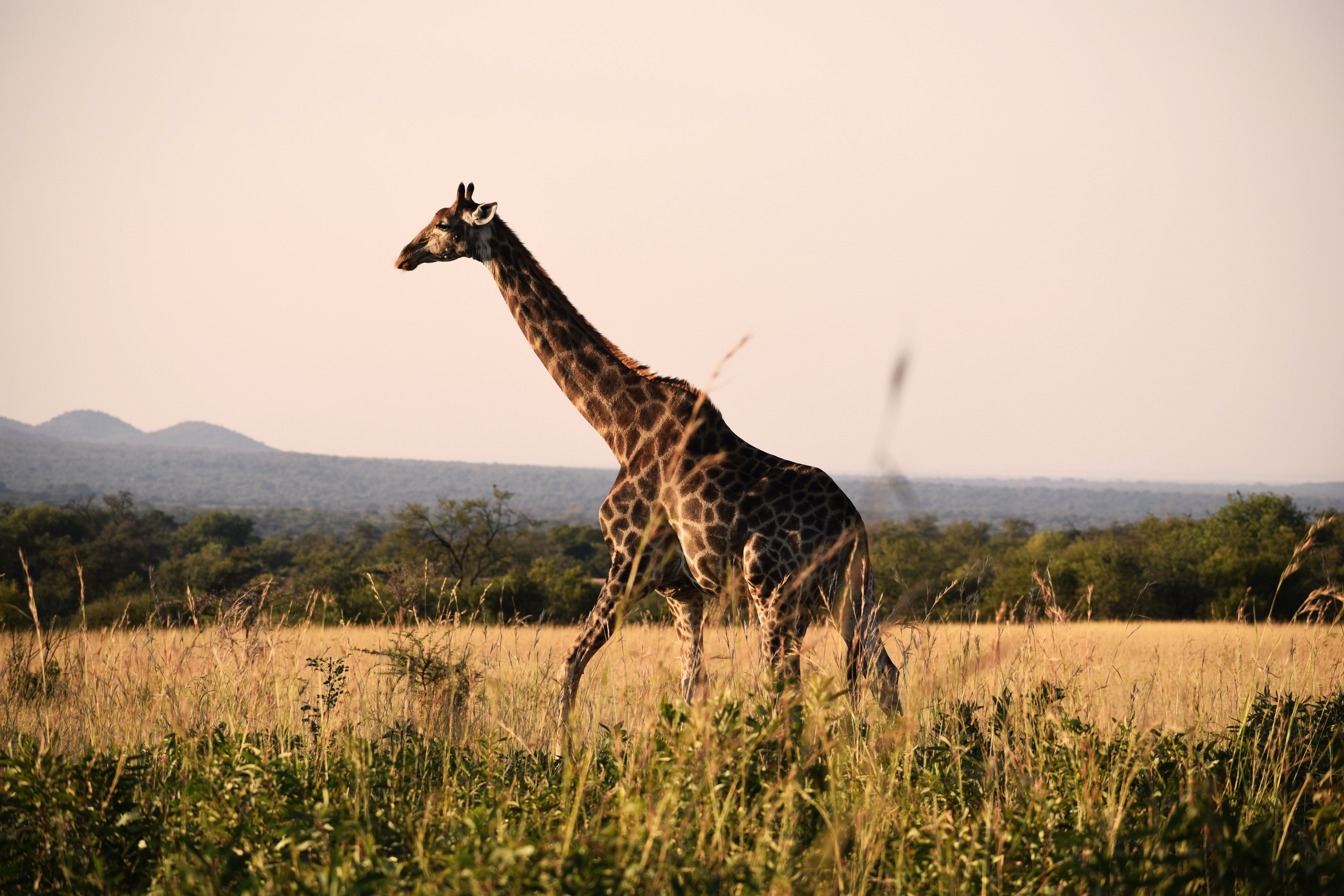 Grant Writing for Wildlife Conservation