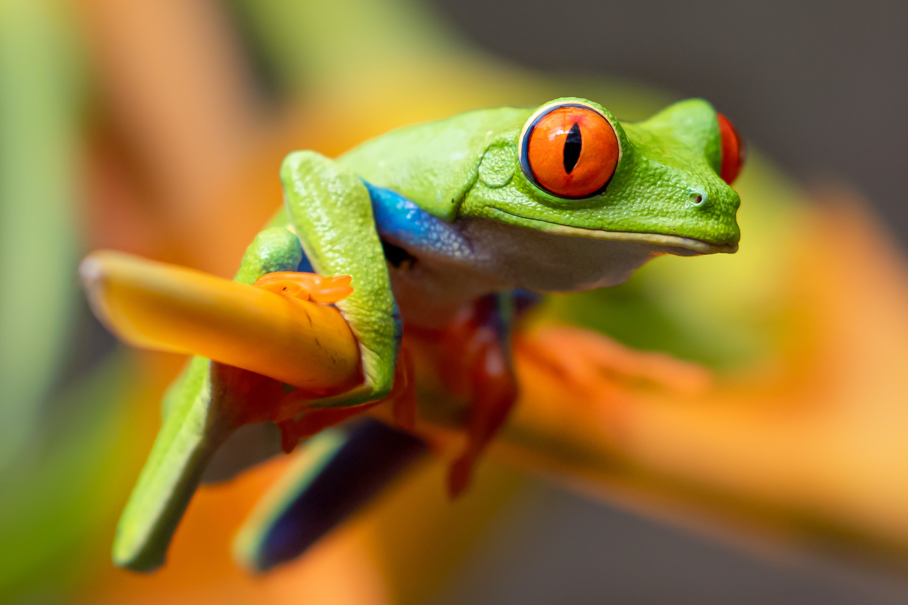 Grant Writing for Wildlife Conservation