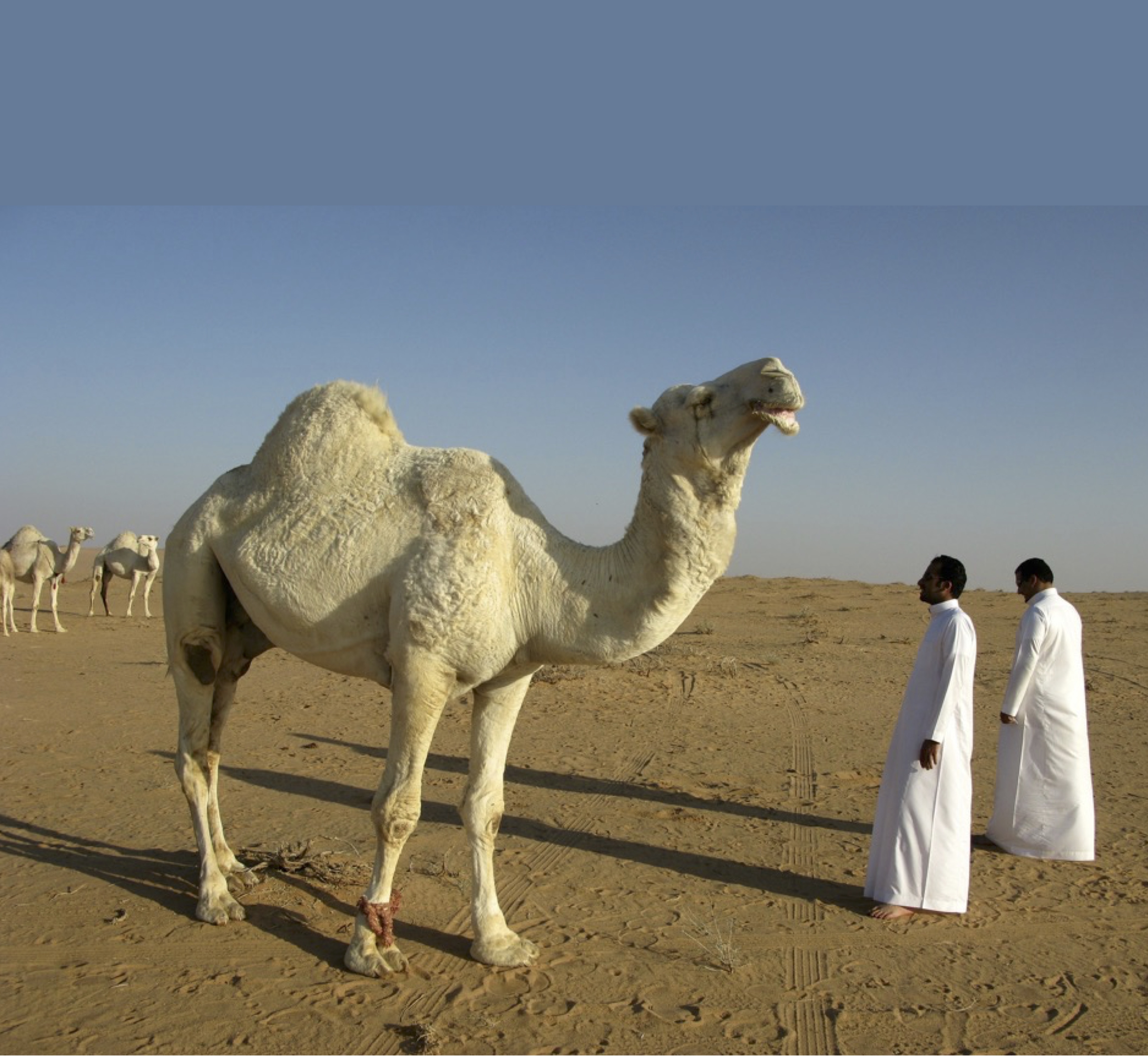 Multiomic analysis of the Arabian camel (Camelus dromedarius) kidney reveals a role for cholesterol in water conservation