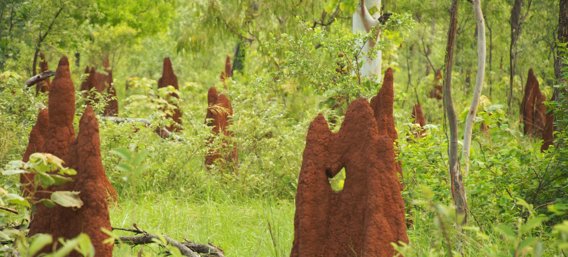 Specialized methane-munching bacteria in termite mounds reduce methane emissions into the atmosphere