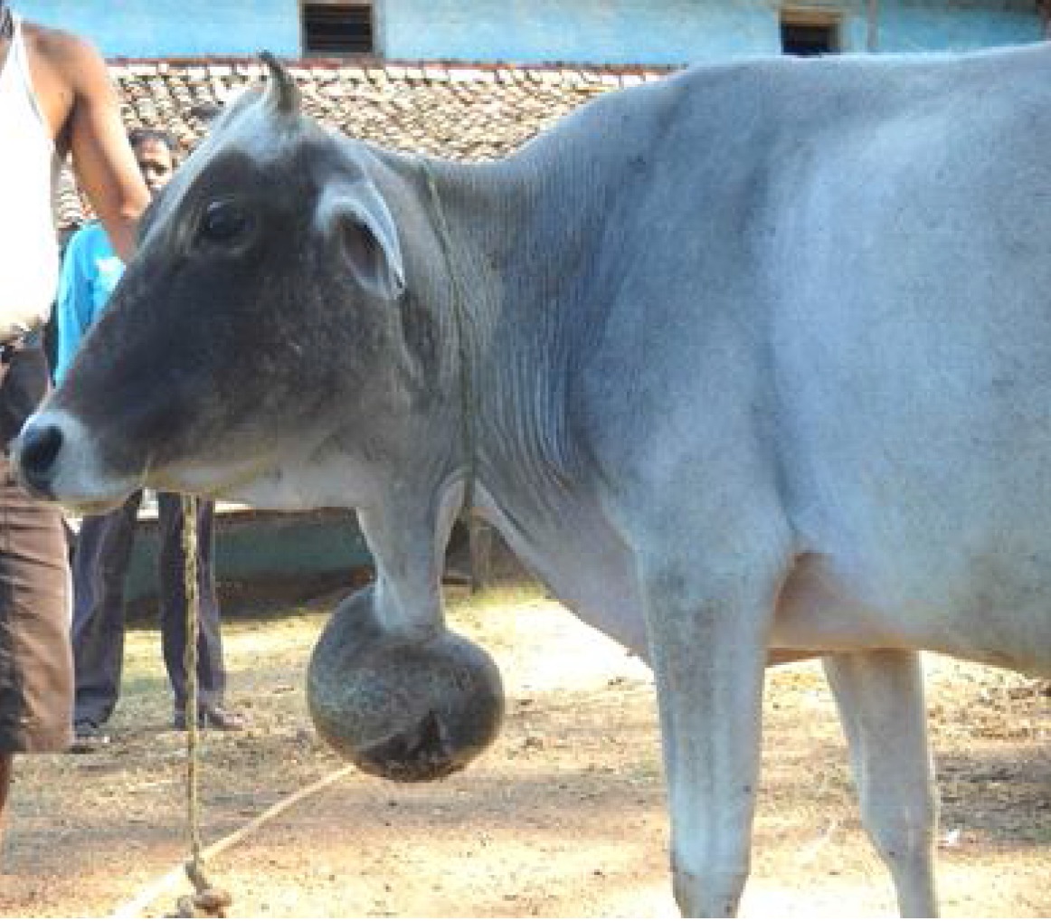 Can Cows  Teach us how to beat Cancer Malignancy?
