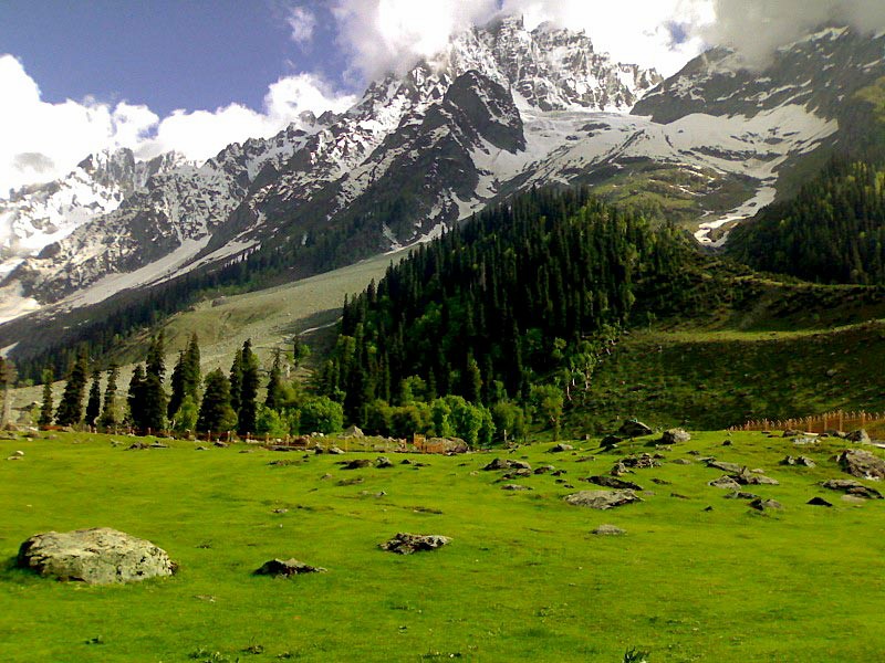 Embracing the Wonder of Wildlife