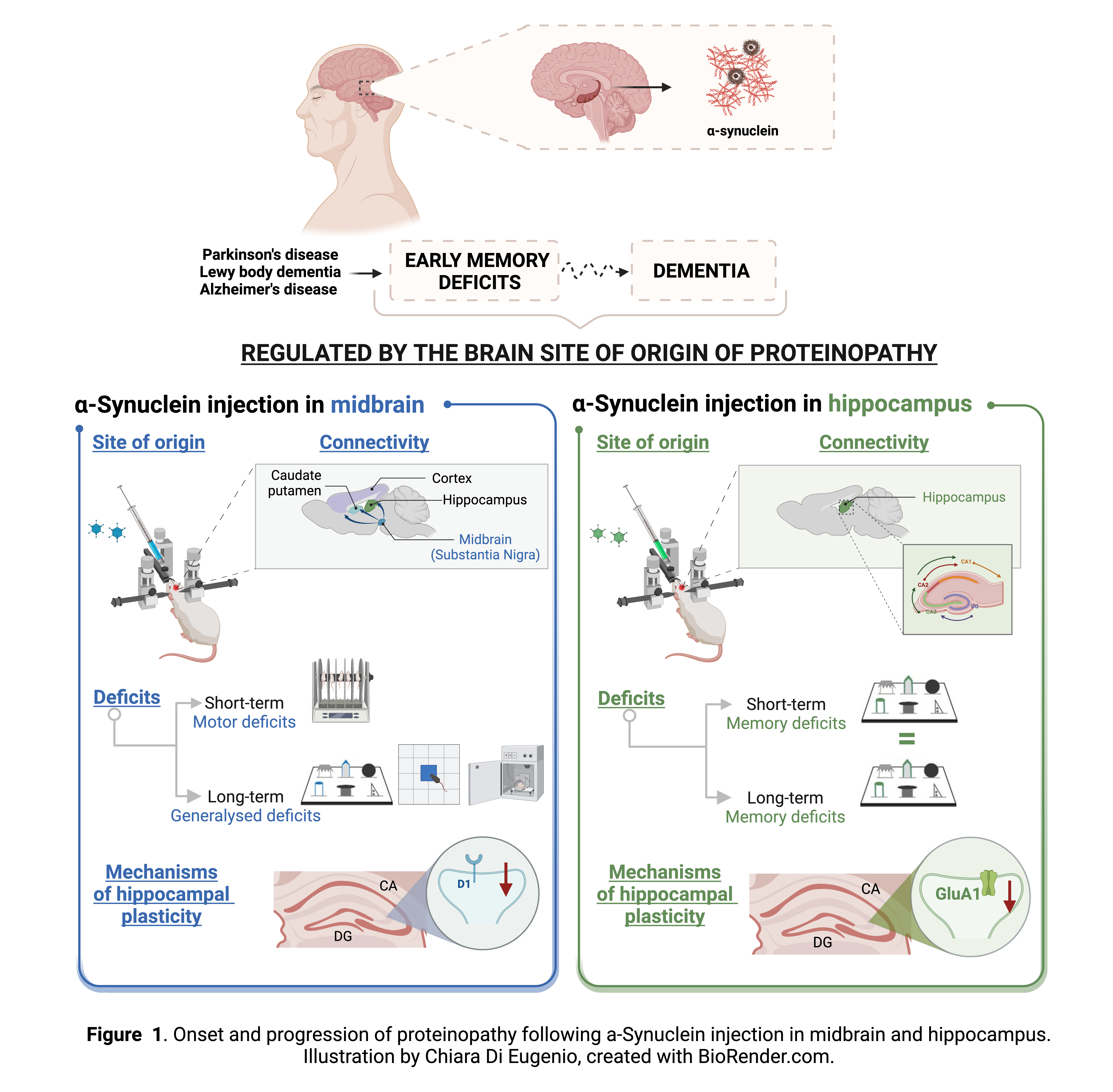 Synaptic mechanisms underlying onset and progression of memory deficits caused by hippocampal and midbrain synucleinopathy