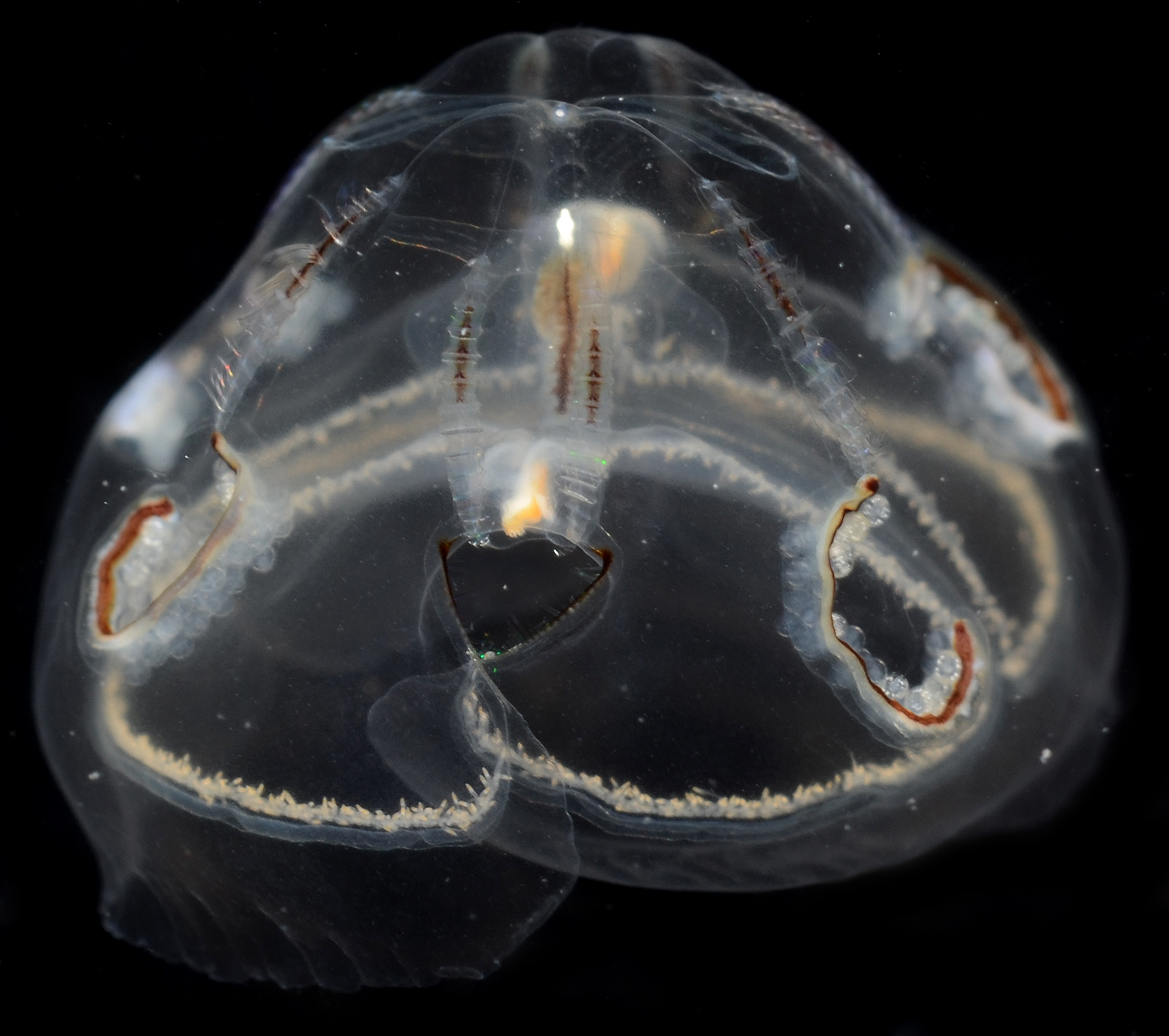 Comb Jellies and Their Relatives