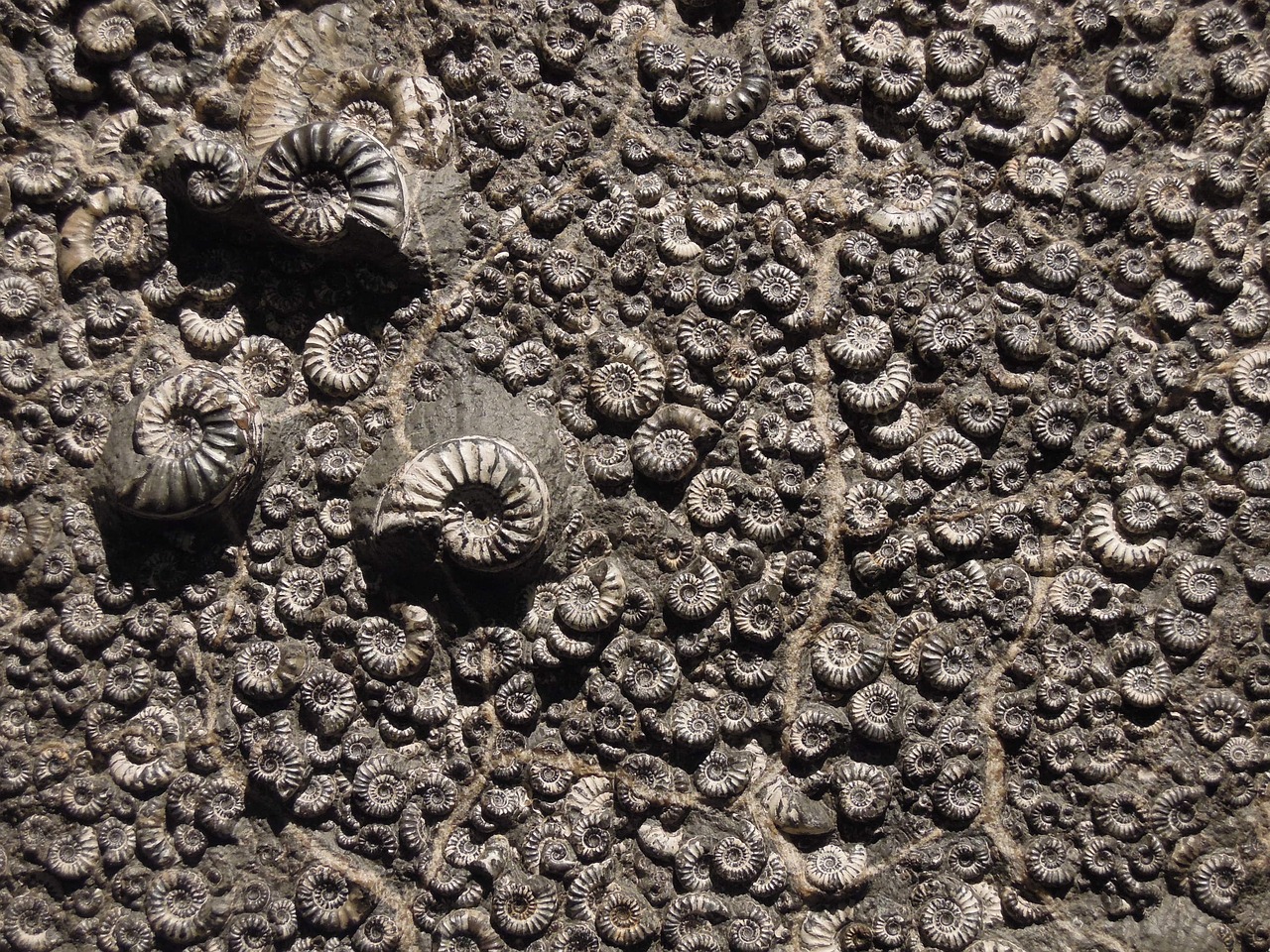 Opisthokonta microfossils with 1,010–890 million years discovered in Canada