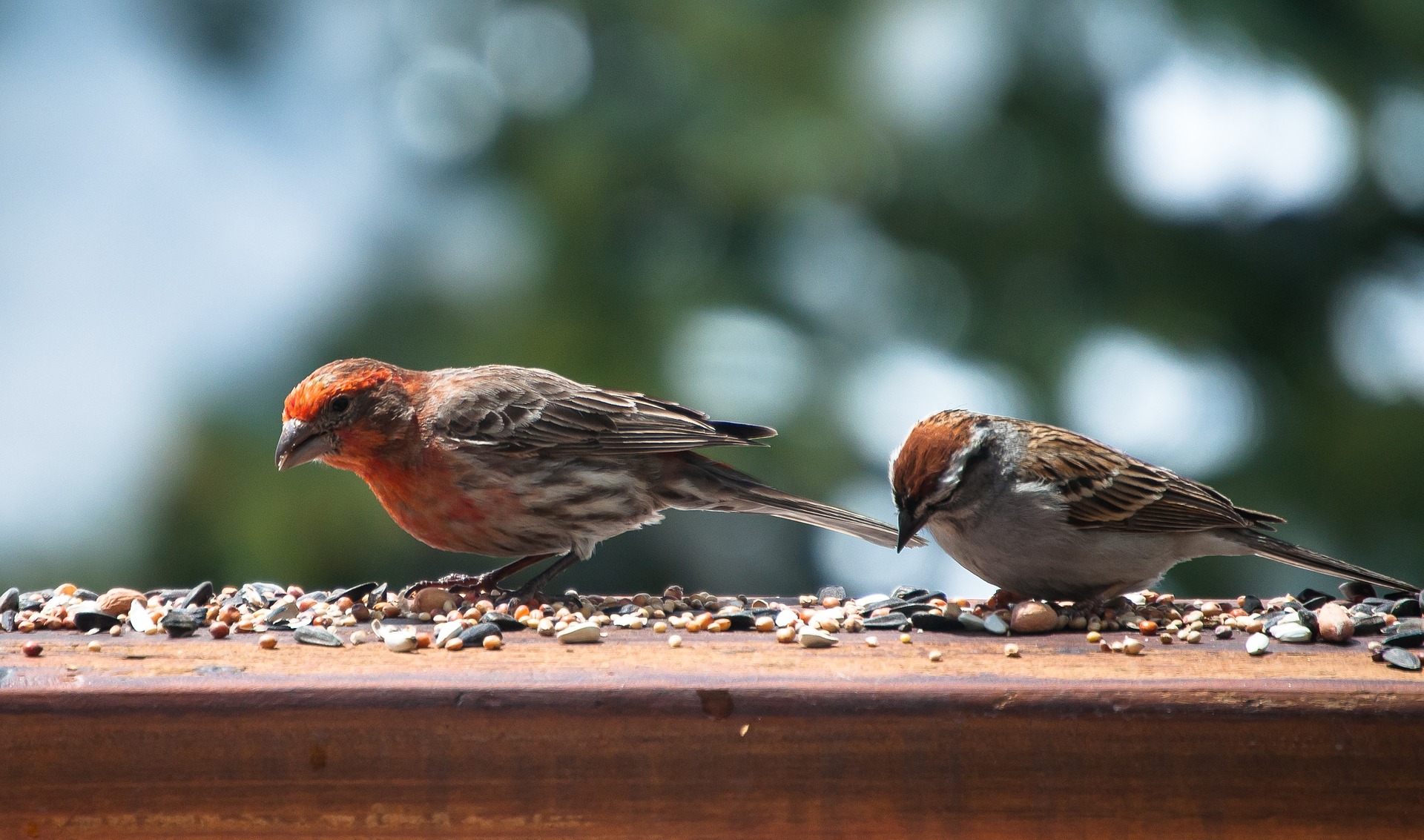 The connection between foraging birds and fighting climate change