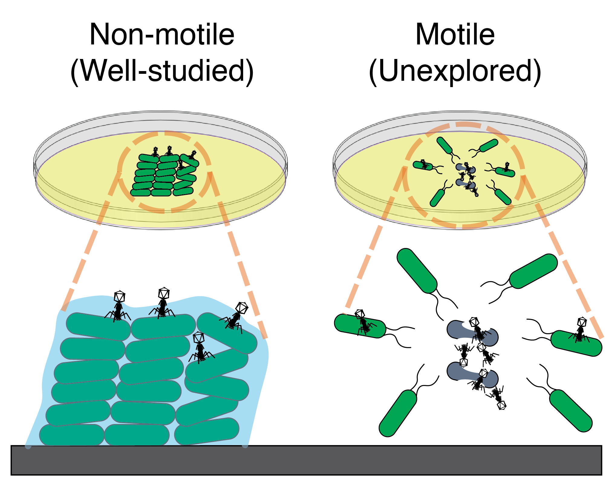 Phages hitch a ride with migrating bacteria