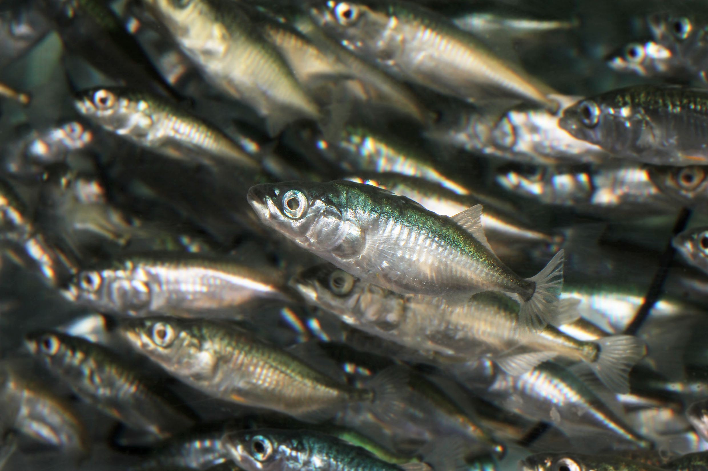 What happens in the Eastern Pacific stays in the Eastern Pacific – the genomic basis of adaptive evolution in three-spined sticklebacks revisited