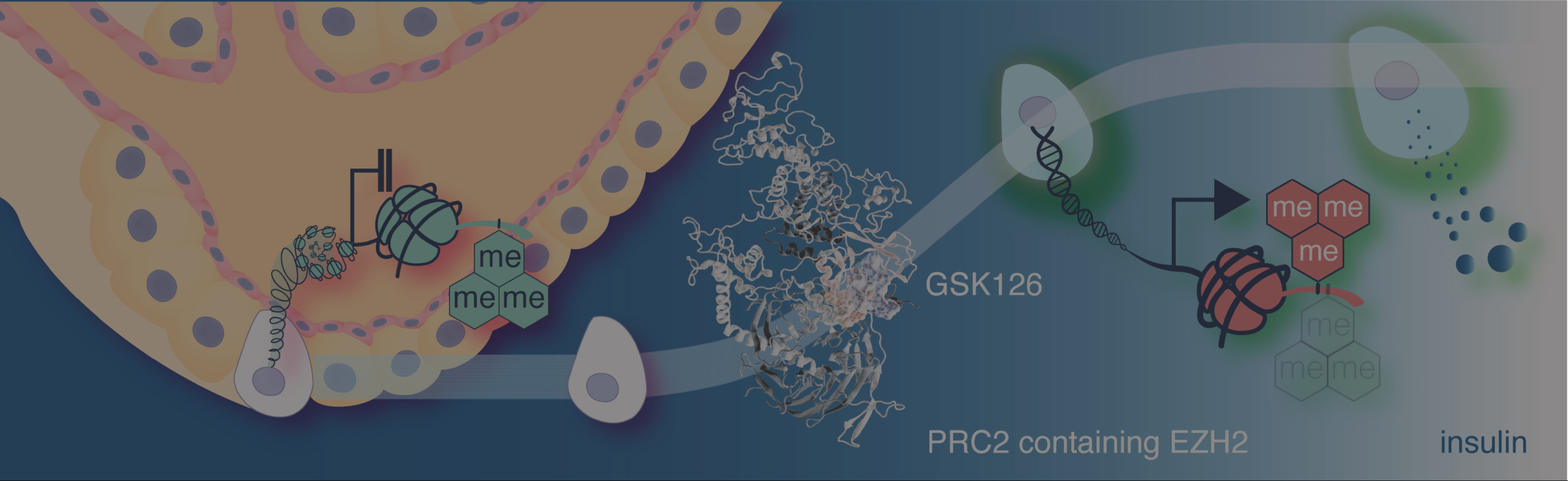 EZH2 Inhibitors Advance β-like Cell Regeneration