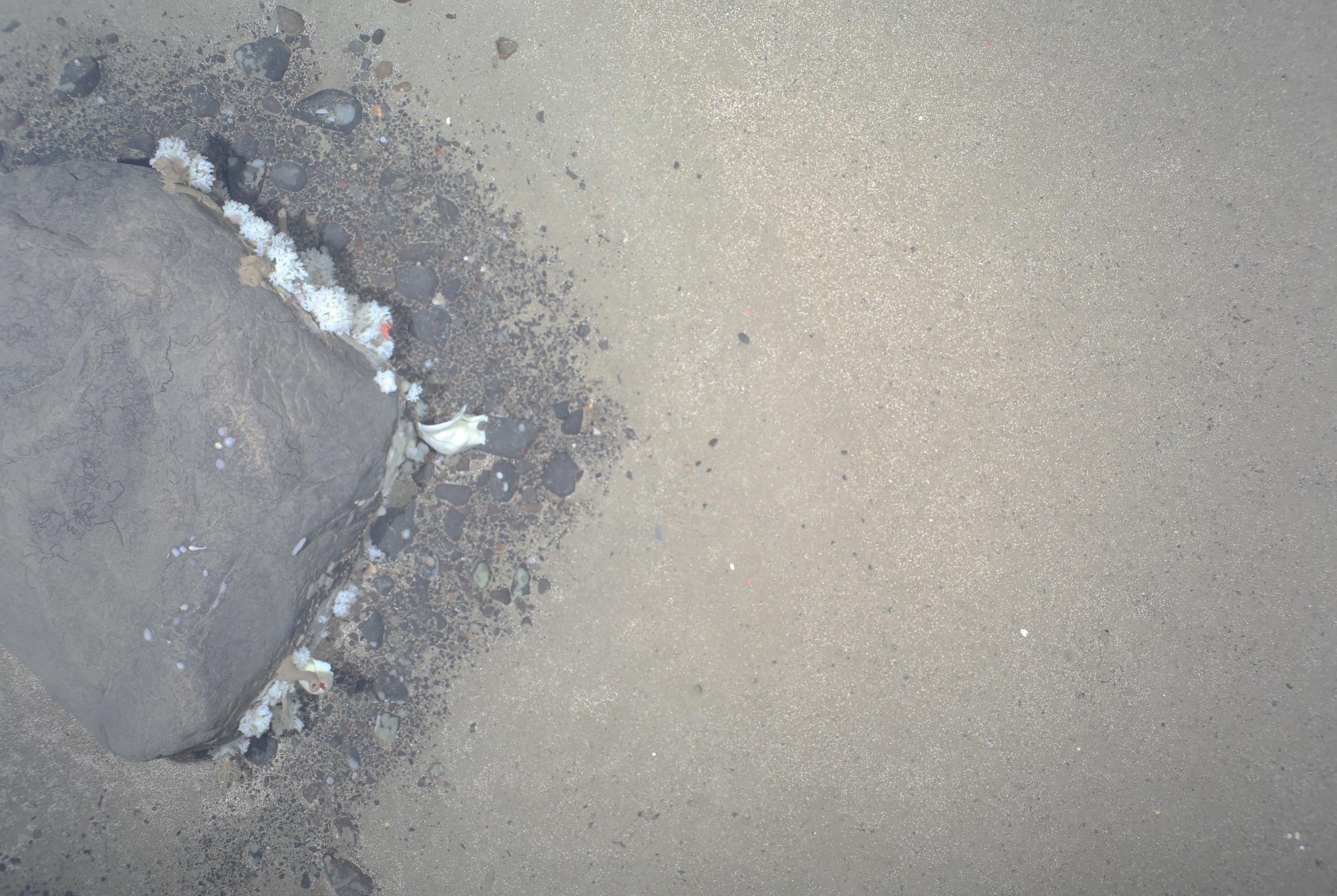 Spotlight on Woeseiales bacteria, cosmopolitan denizens of marine sediments