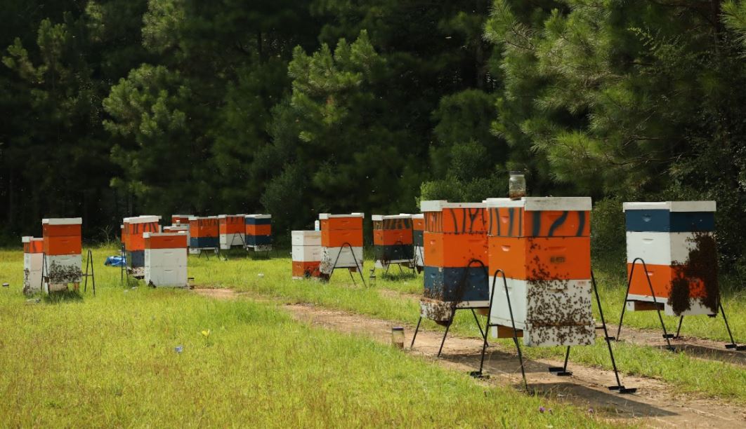 Why is the US losing honey bee colonies?