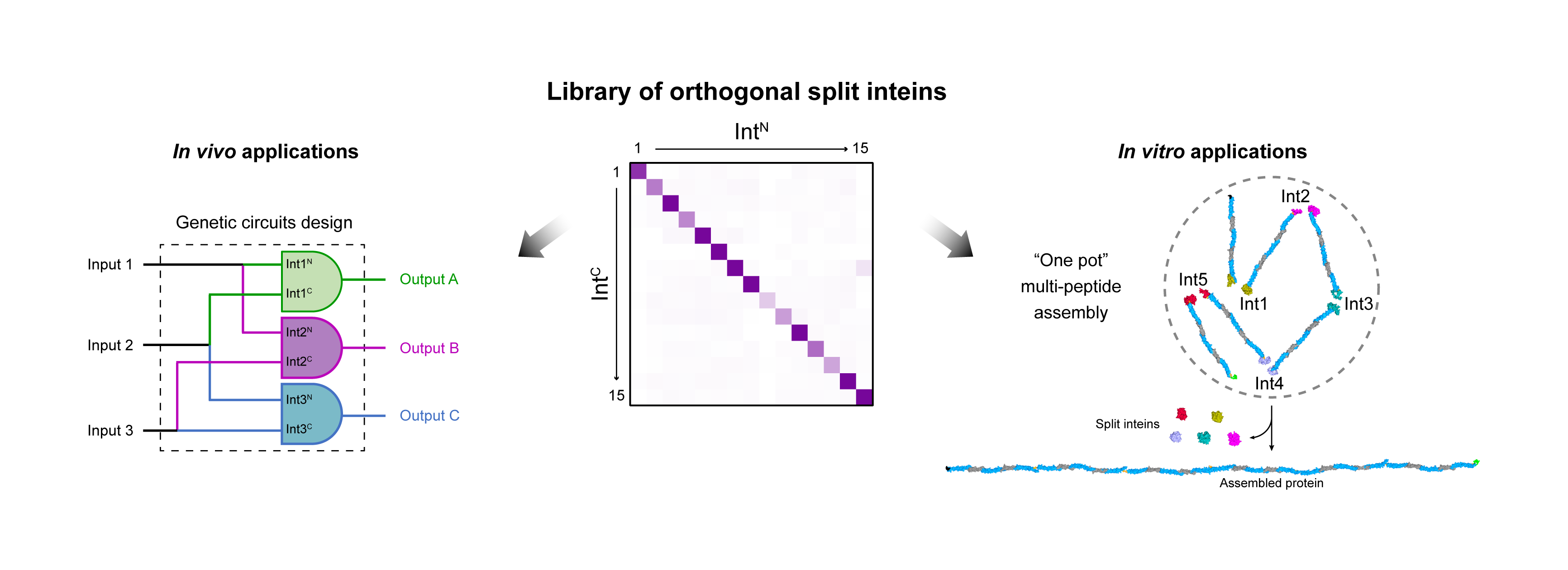 15 non cross-reacting protein glues for one-pot seamless assembly of multiple peptides