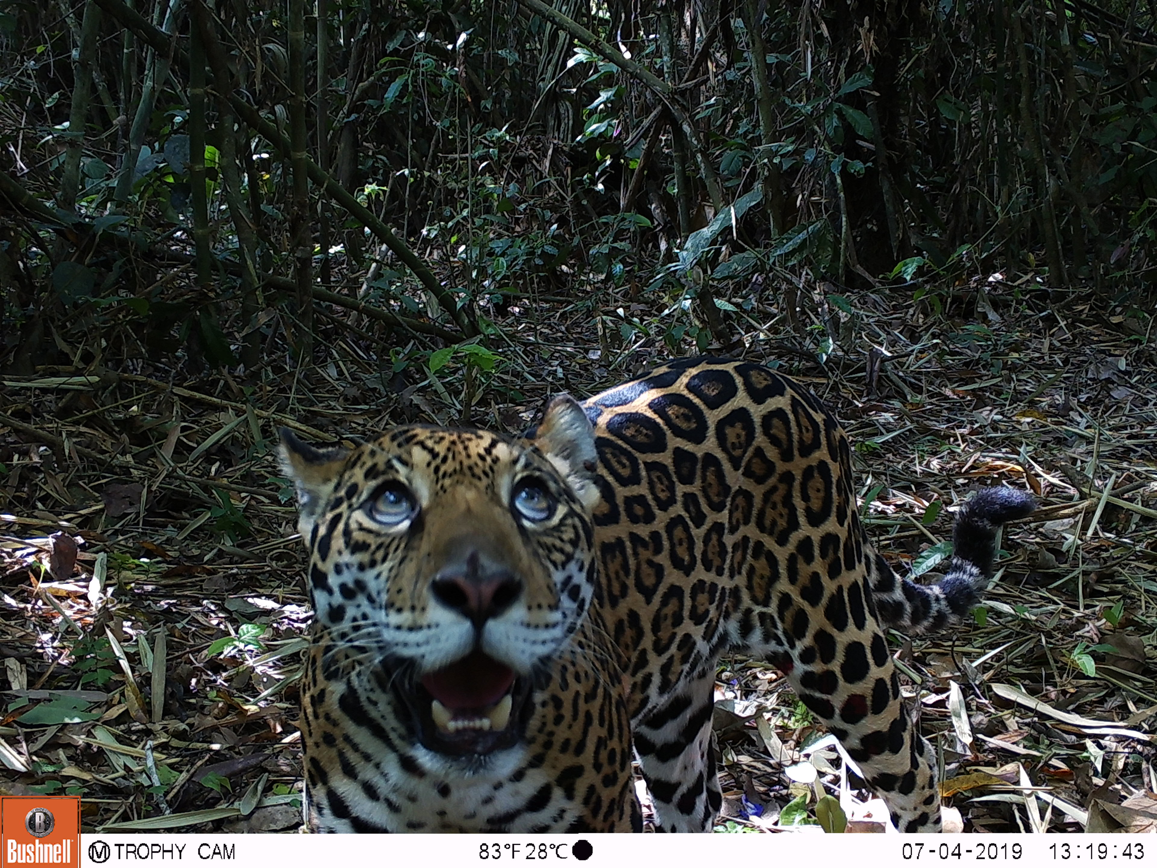 Jaguars under threat in Brazilian Amazon; new study indicates priority sites for their protection