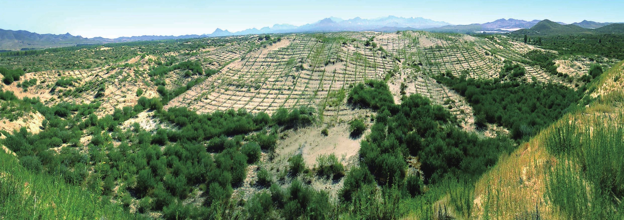 Grain-for-Green sustainability: species and site conditions matter