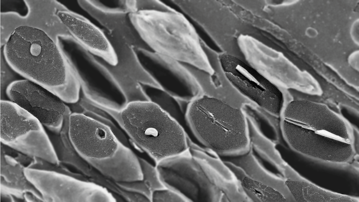 Scallops: One of Nature’s Greatest Crystal Engineers