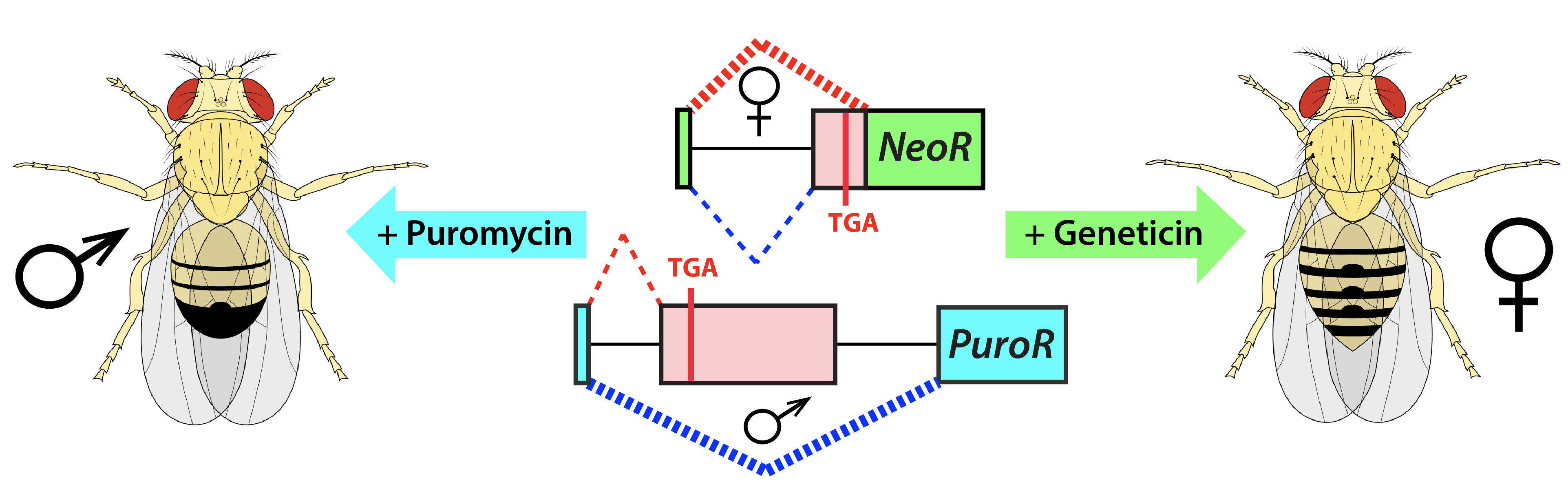 A drug-inducible sex-separation technique for insects