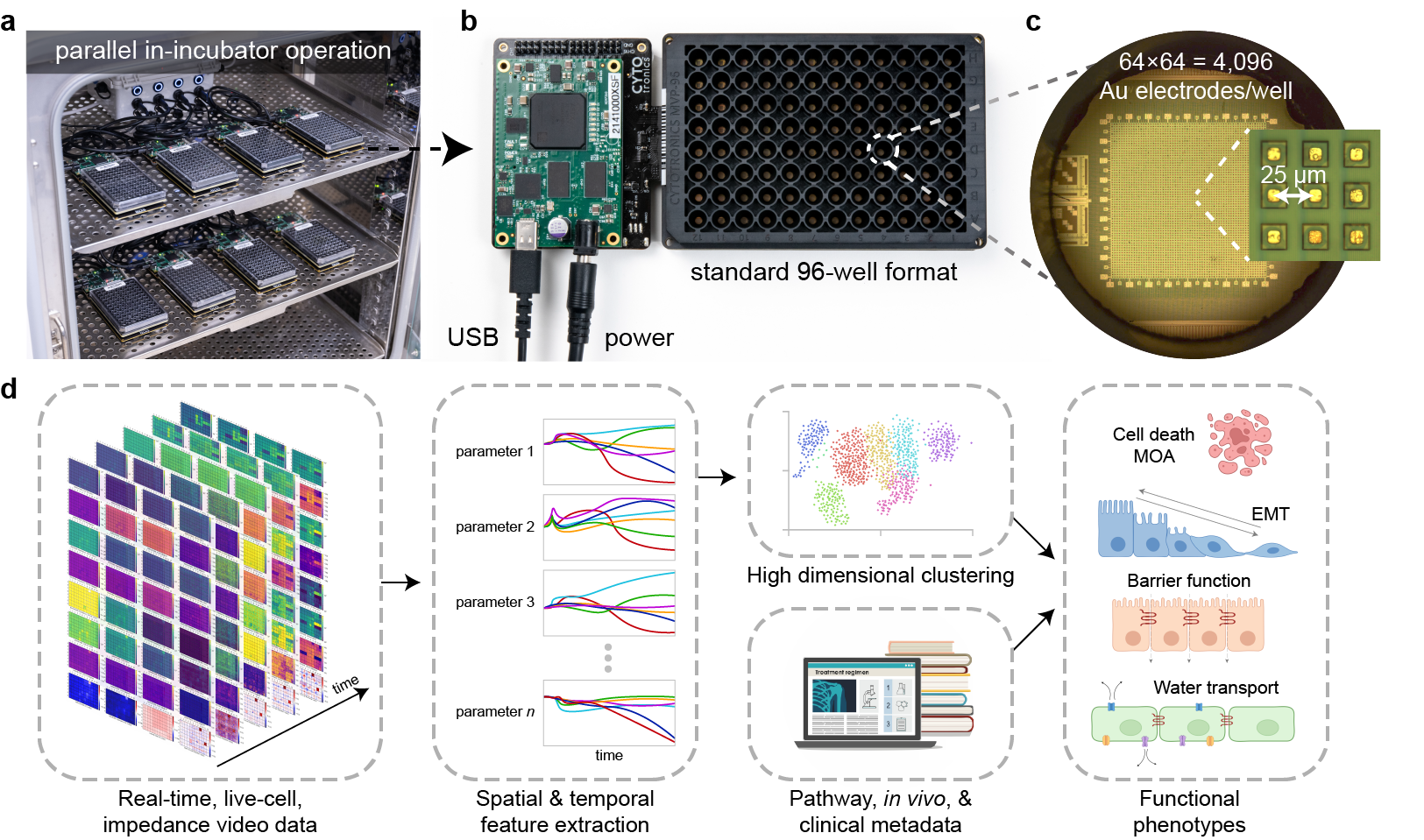Electrical Imaging: A new paradigm for generating high-dimensional functional data in live cells