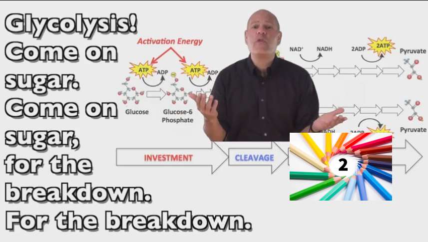 Learn your metabolic pathways with rhythm and fun