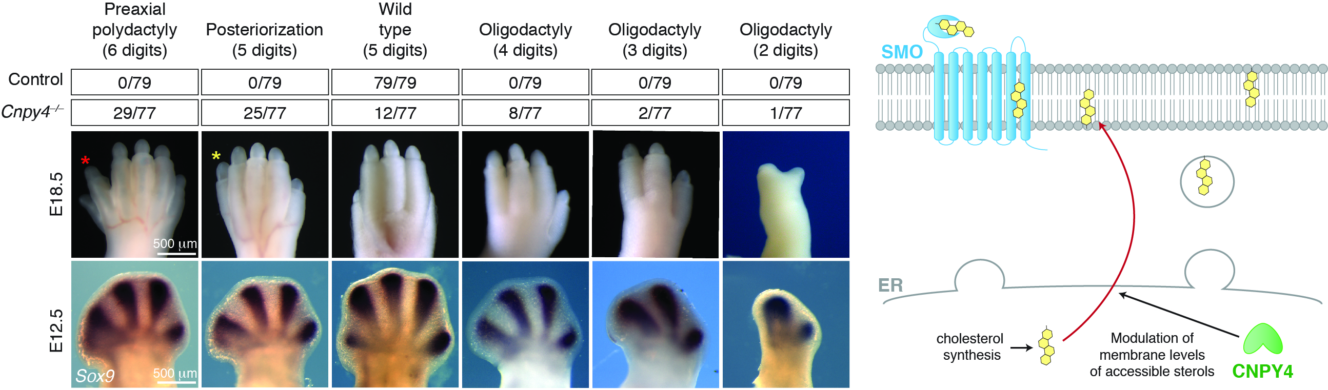 Canopy 4 inhibits the Hedgehog pathway by modulating membrane sterol lipids