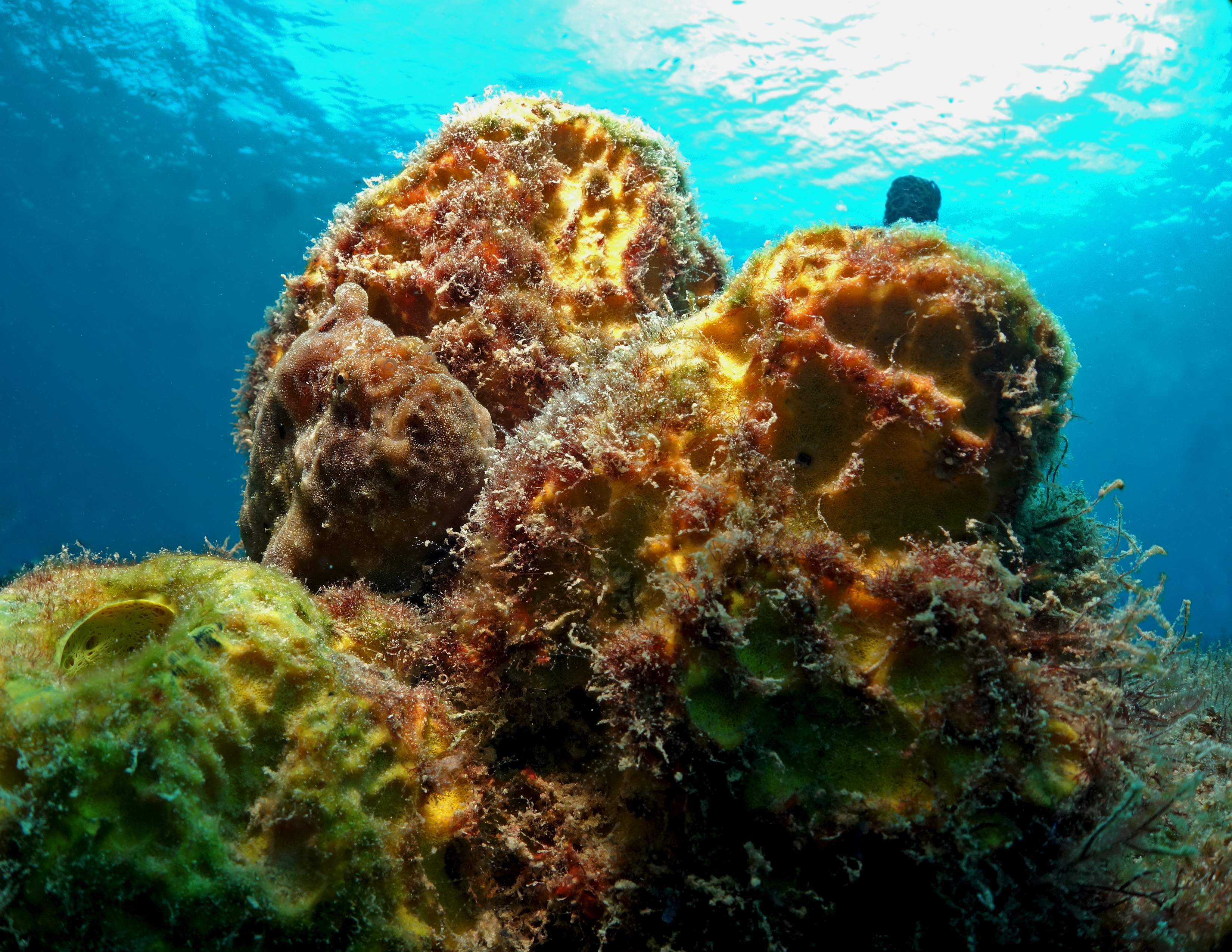 Characterization of a sponge microbiome