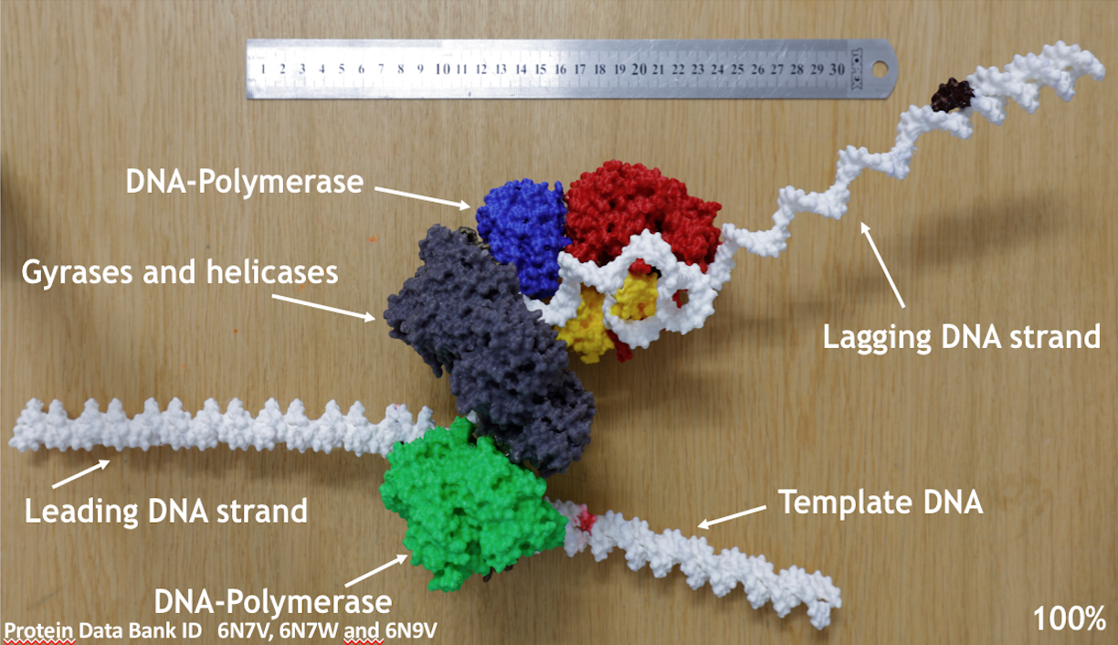 3D printing as a cheap way of creating macromolecular models usable for teaching 