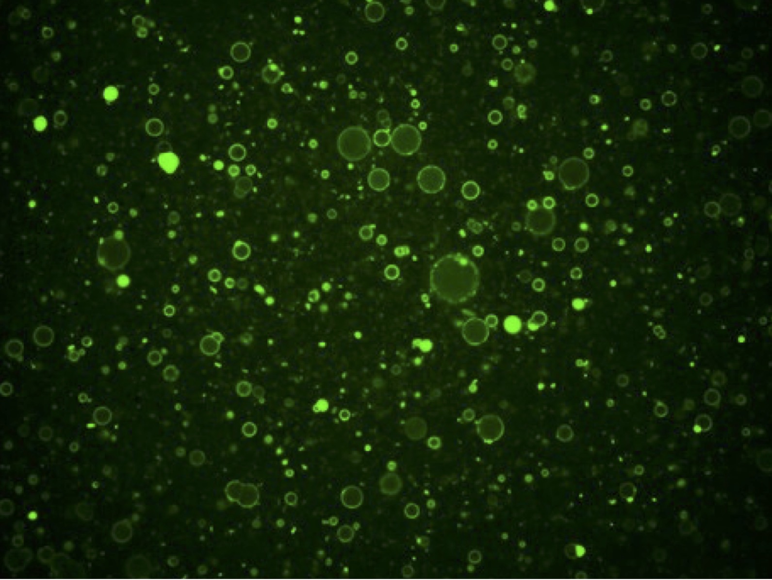 Gradient-Mediated Assembly: How Insect Cuticle Peptides Shape Future Drug Delivery